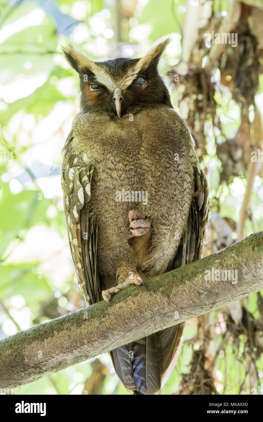 Crested Eule Lophostrix cristata Erwachsenen auf dem Zweig am Tag Zeit thront in Wald Roost, Costa Rica Stockfoto