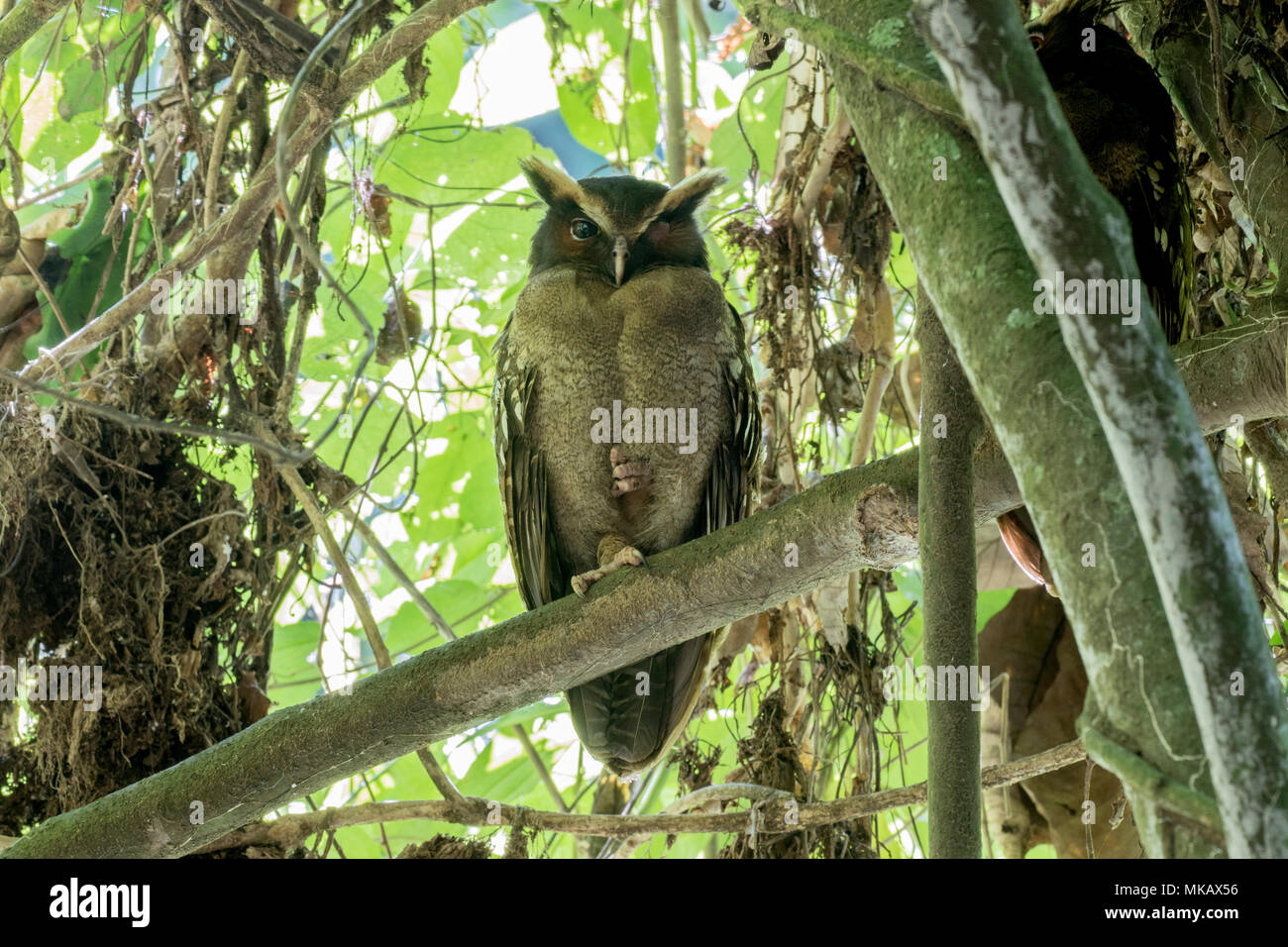 Crested Eule Lophostrix cristata Erwachsenen auf dem Zweig am Tag Zeit thront in Wald Roost, Costa Rica Stockfoto