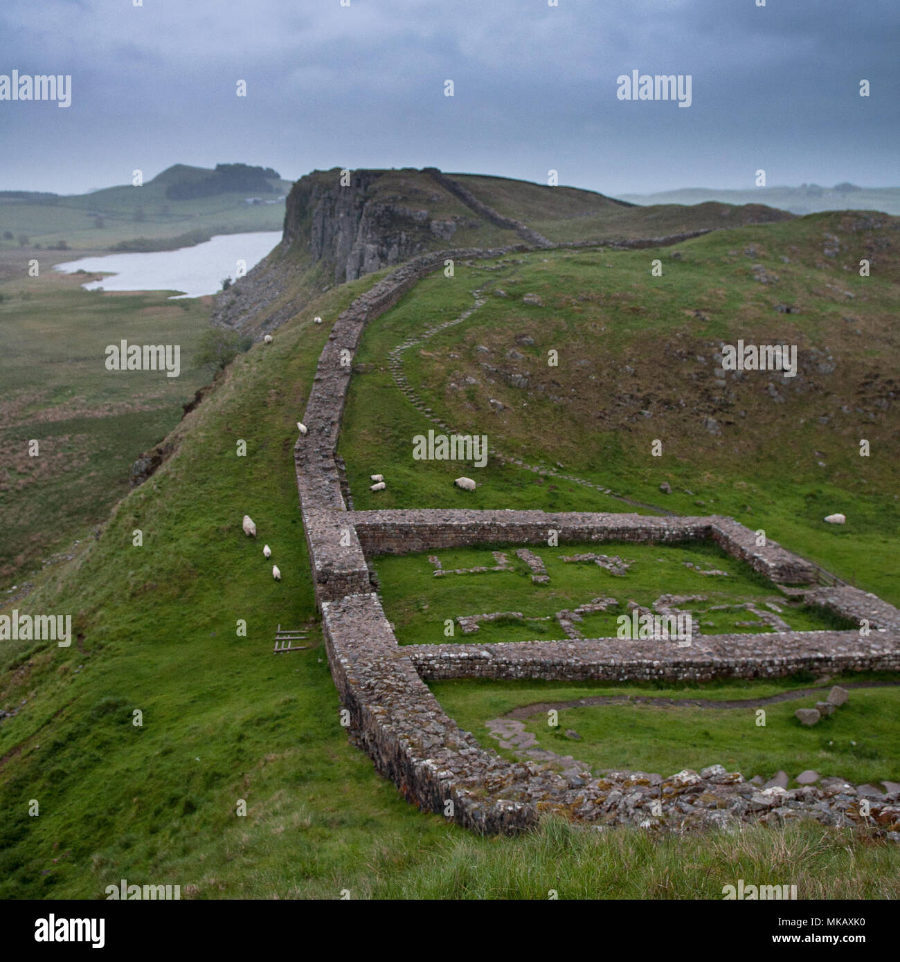 Schafe grasen unter den Ruinen von Milecastle 39, eine römische Festung auf Hadrian's Wall, der fronteir des Römischen Reiches auf Hügeln in Northumberland, Engla Stockfoto