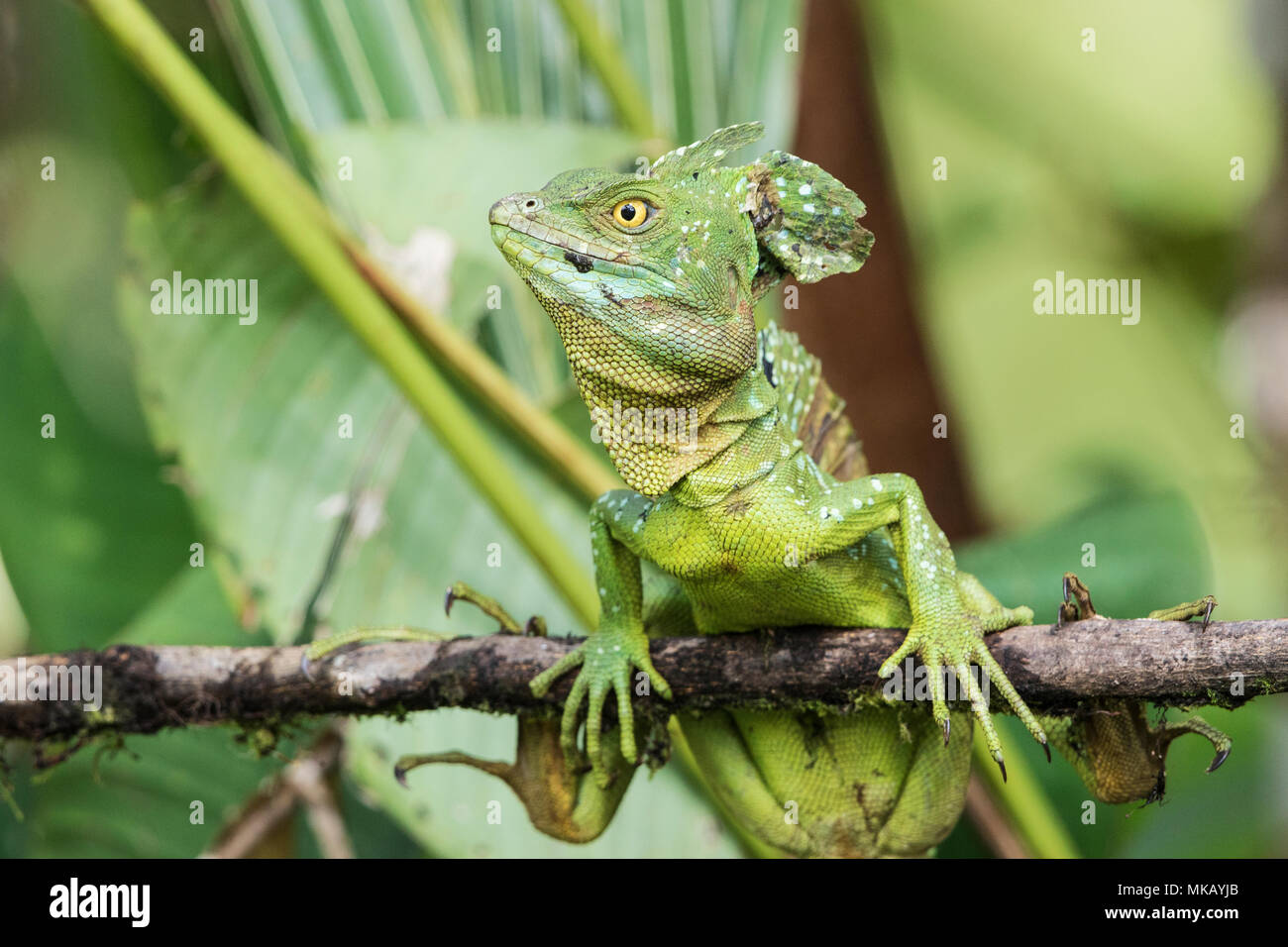Grüne Basilisk oder Jesus Lizard Basiliscus plumifrons nach ruht auf Niederlassung des Baums, Costa Rica Stockfoto