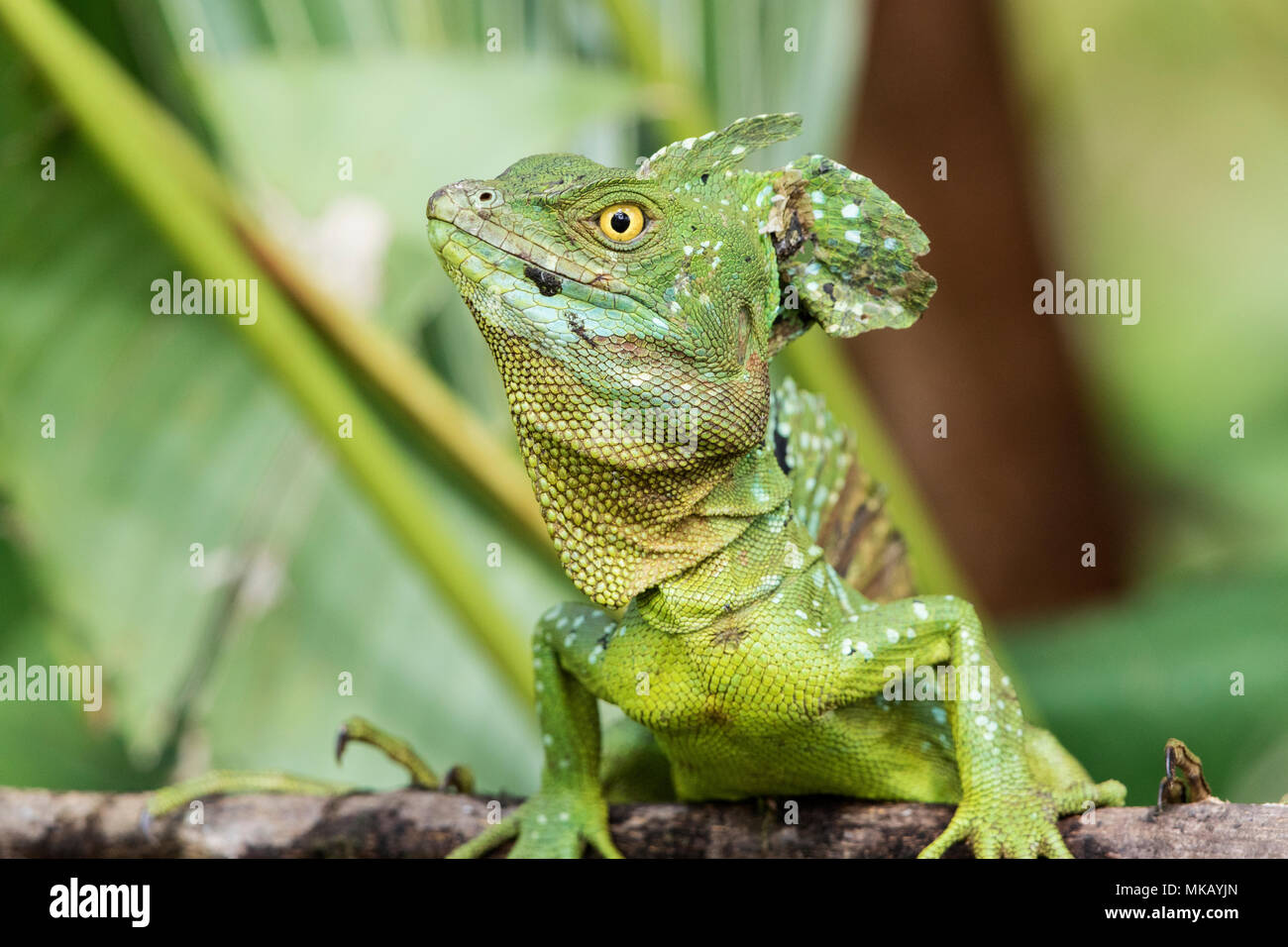Grüne Basilisk oder Jesus Lizard Basiliscus plumifrons nach ruht auf Niederlassung des Baums, Costa Rica Stockfoto