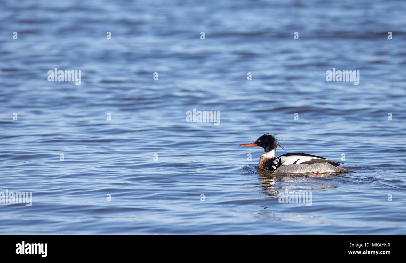 Männlich Red-breasted Merganser (Mergus serrator), Schwimmen im offenen Wasser in Richtung kopieren Platz auf der linken Seite des Rahmens. Stockfoto