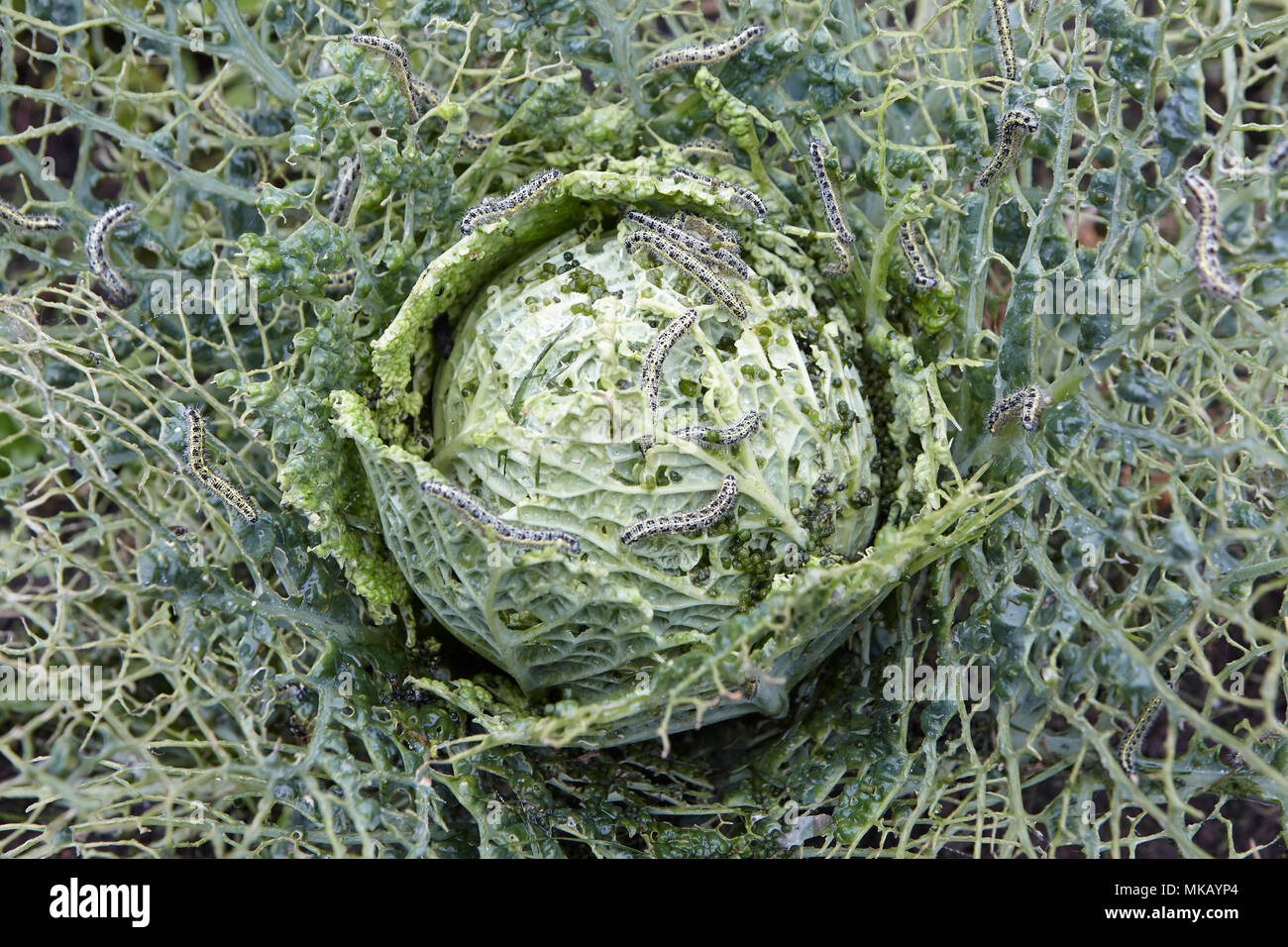 Home eingewachsene Garten Kopfkohl beschädigt und durch die Raupen und Larven der Kohlweißling gegessen kann durch biologische Kontrolle usi gesteuert werden. Stockfoto