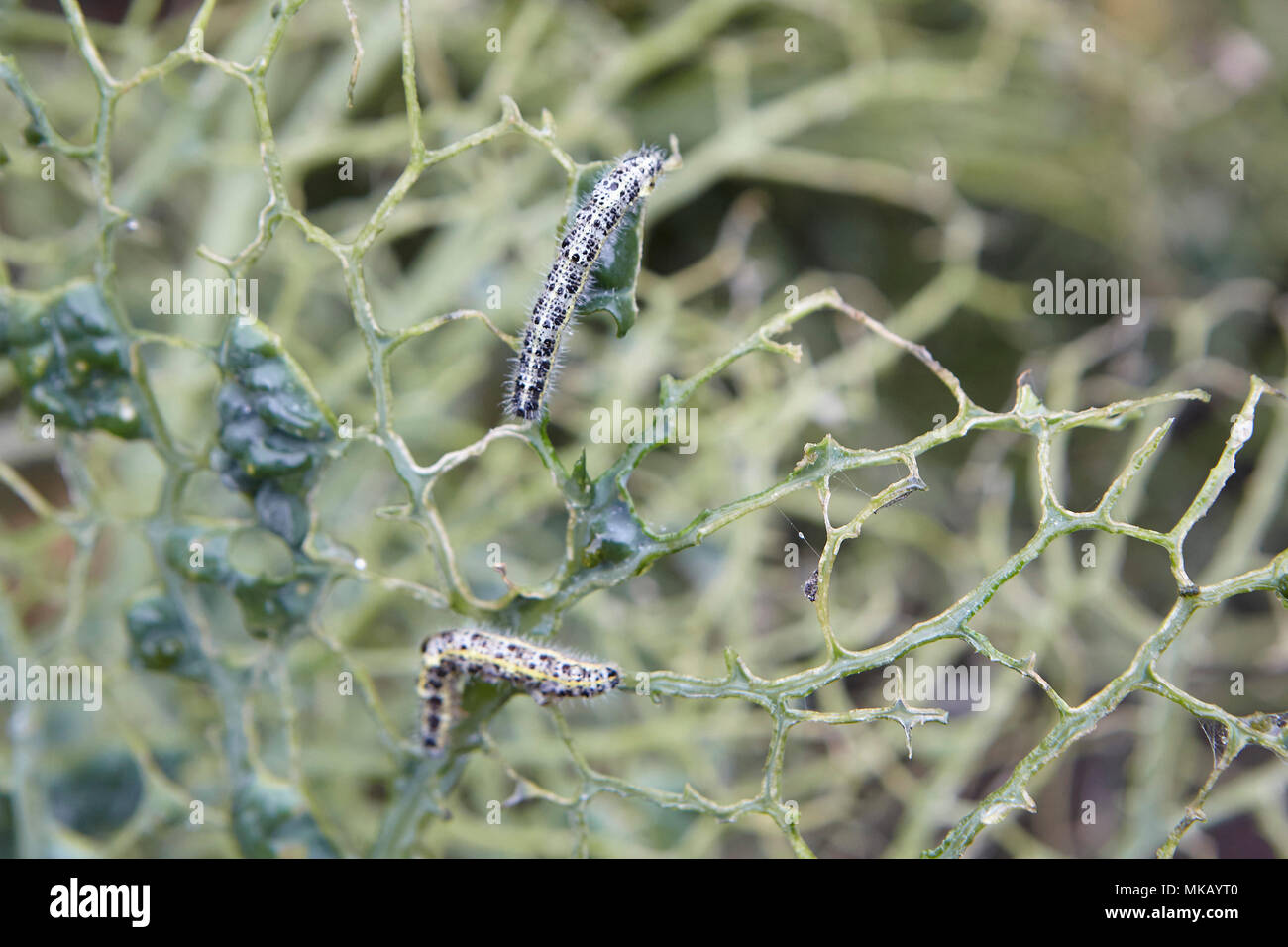 Home eingewachsene Garten Kopfkohl beschädigt und durch die Raupen und Larven der Kohlweißling gegessen kann durch biologische Kontrolle usi gesteuert werden. Stockfoto