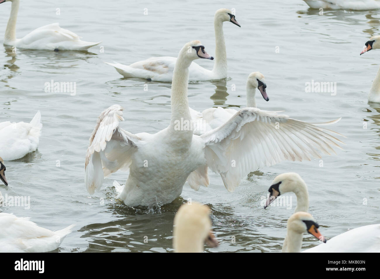 Abbotsbury Swannery in Dorset, Großbritannien. Stockfoto