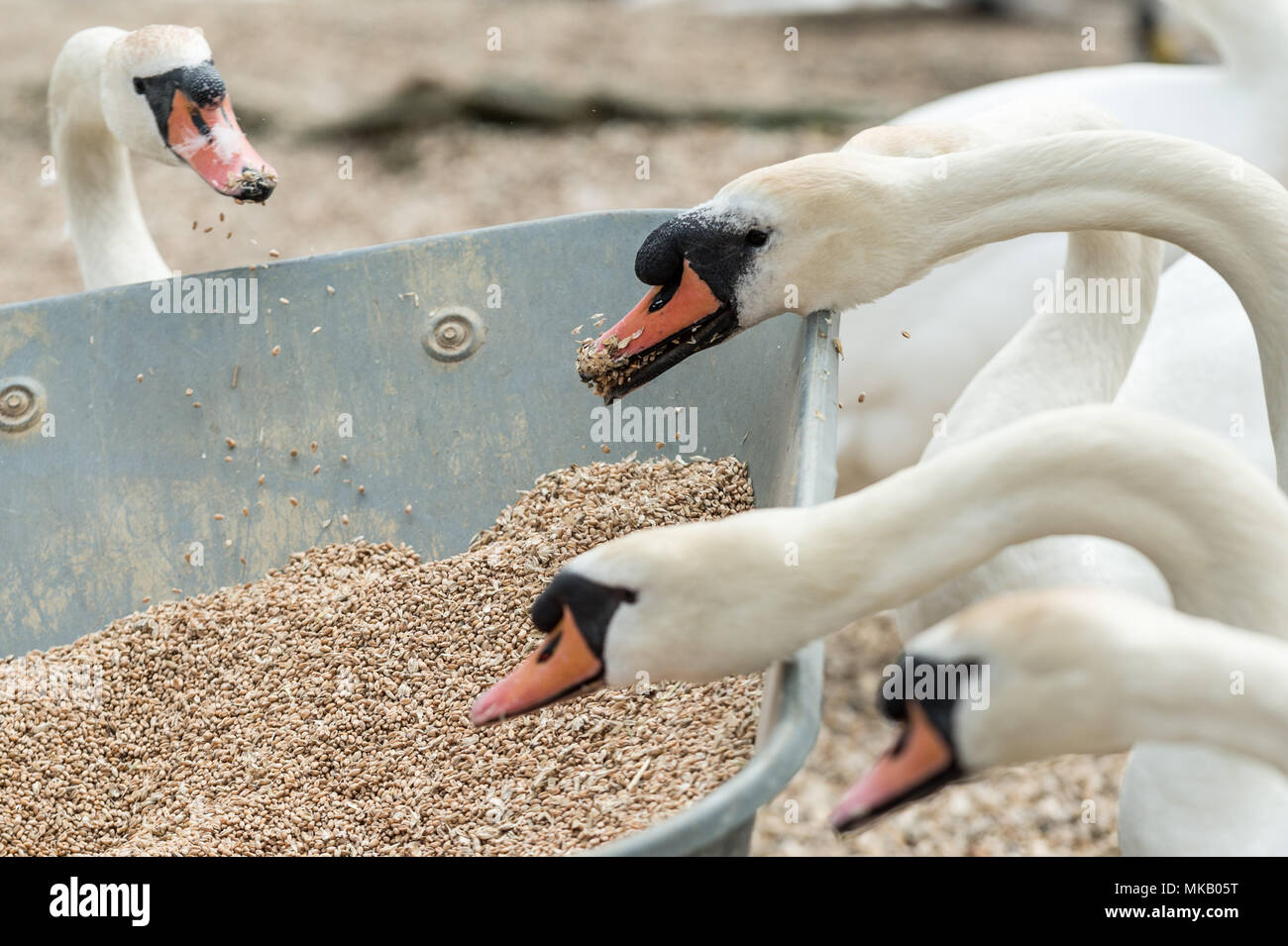 Abbotsbury Swannery in Dorset, Großbritannien. Stockfoto