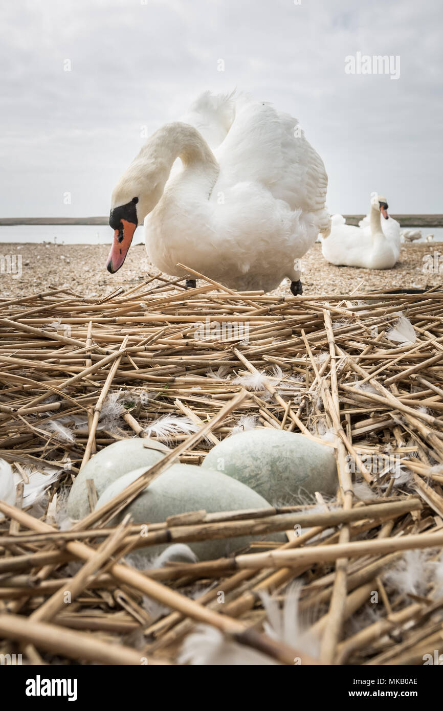 Abbotsbury Swannery in Dorset, Großbritannien. Stockfoto