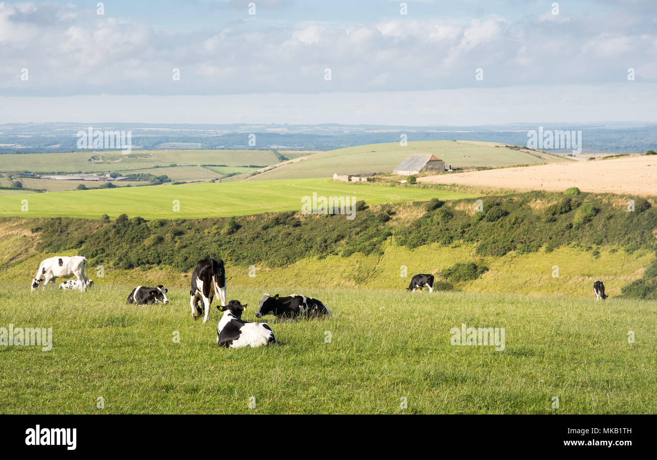 Eine Herde Kühe grasen auf der Weide in der hügeligen Landschaft von England Dorset Purbeck Hills im Süden. Stockfoto