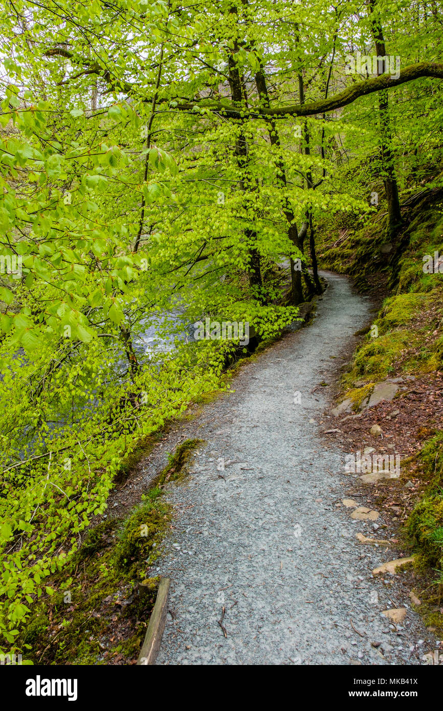 Einen Pfad durch die Buche am Fluss Rothay, zwischen Grasmere und Rydal Wasser, in der Nähe von Ambleside, Lake District, Cumbria Stockfoto