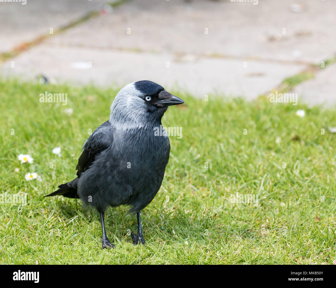 Nach Dohle auf Brownsea Island, zeigt seine definierten Gefieder und blass blauen Auge. Stockfoto