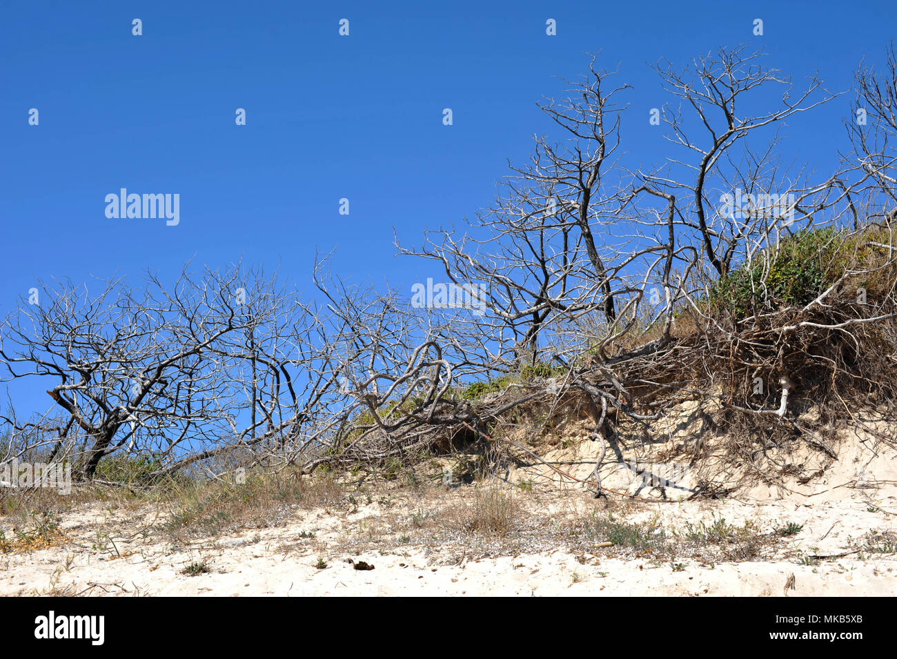 Punta Prosciutto, Pflanzen am Strand entlang. Italien. Stockfoto
