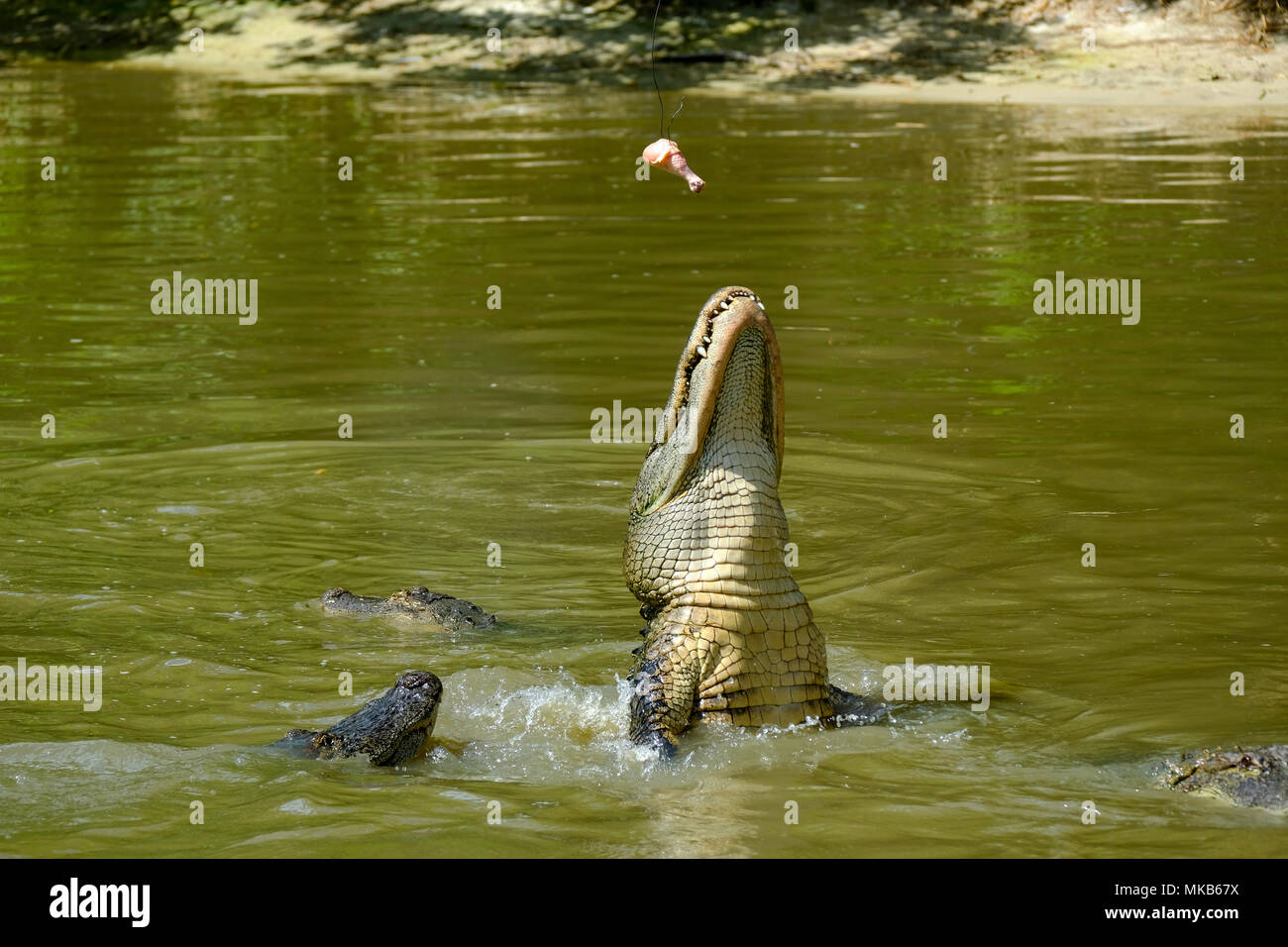Krokodile Füttern in den Wilden Florida, USA Stockfoto