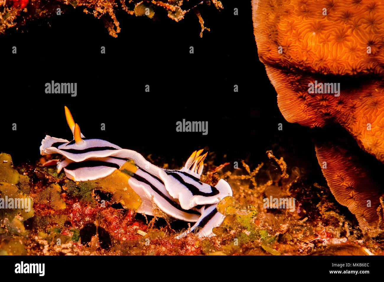 Tansanischen Mafia Island Stockfoto