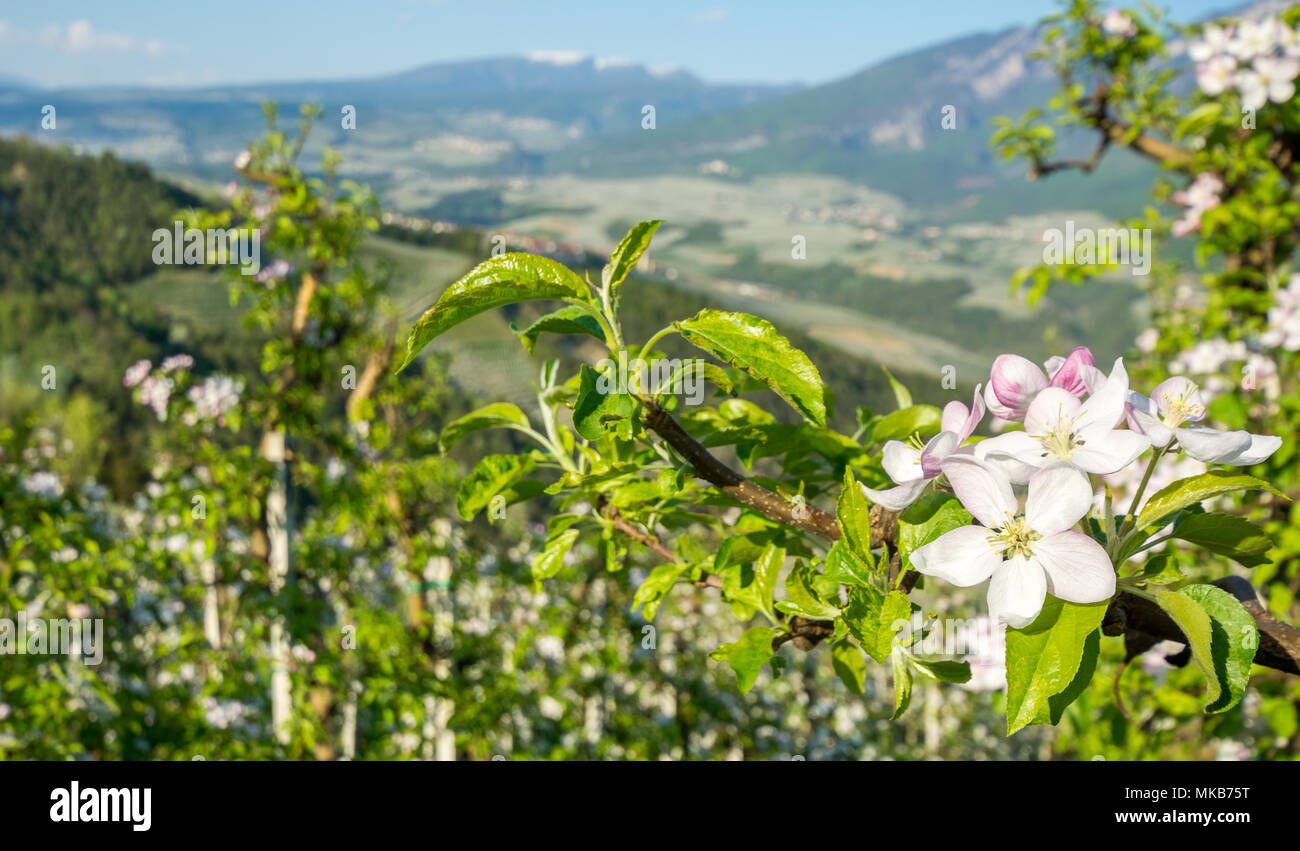 Apfelbaum Blüte. Apfelplantagen im Frühling auf dem Lande nicht Tal (Val di Non), Trentino Alto Adige, Norditalien. Frühling Landschaft Stockfoto