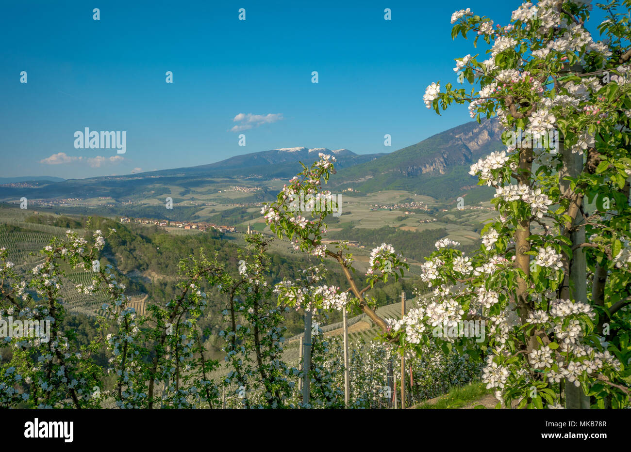 Apfelbaum Blüte. Apfelplantagen im Frühling auf dem Lande nicht Tal (Val di Non), Trentino Alto Adige, Norditalien. Frühling Landschaft Stockfoto