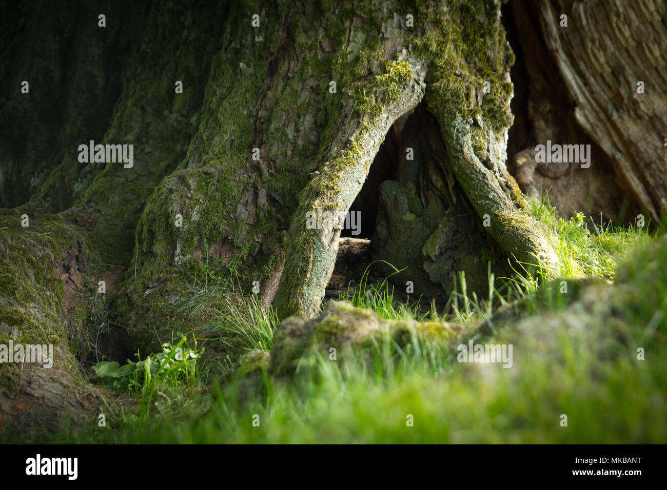 Baumwurzeln und grünes Gras closeup Stockfoto