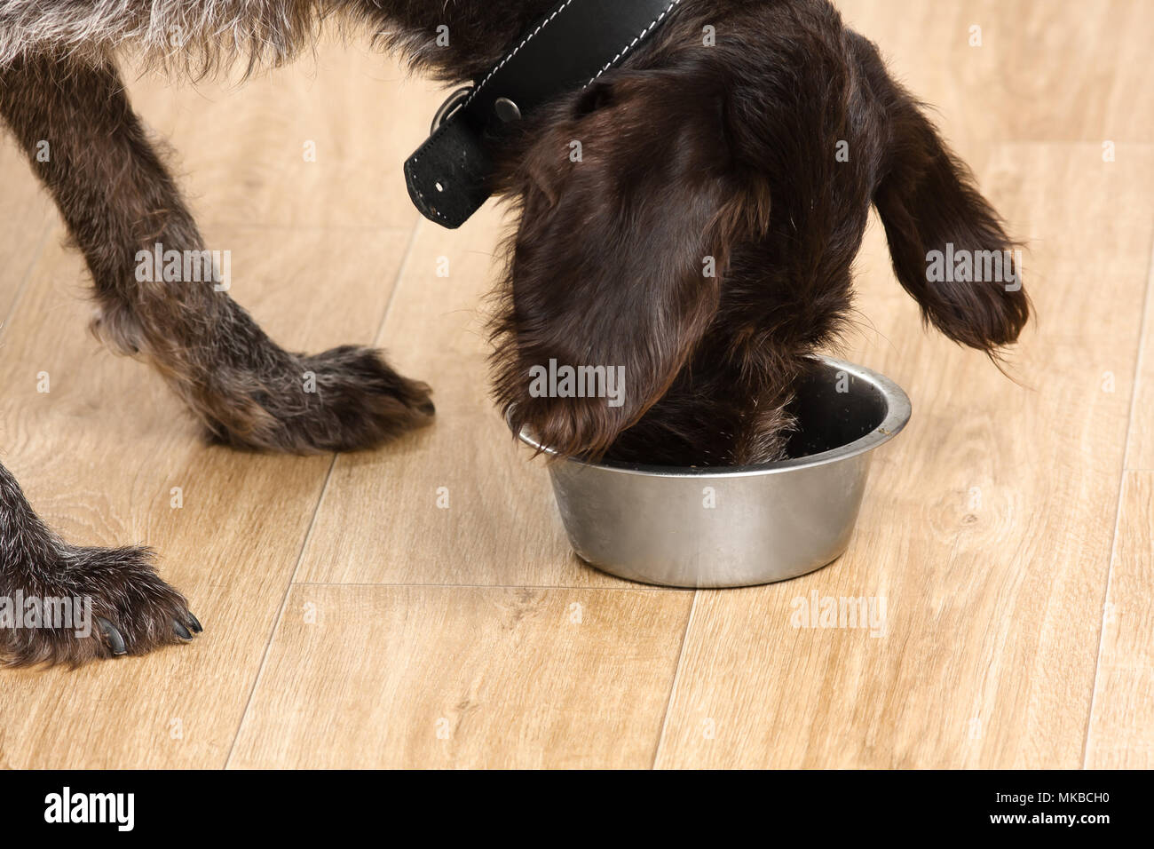 Hund Essen aus einer Schüssel auf den Boden Stockfoto