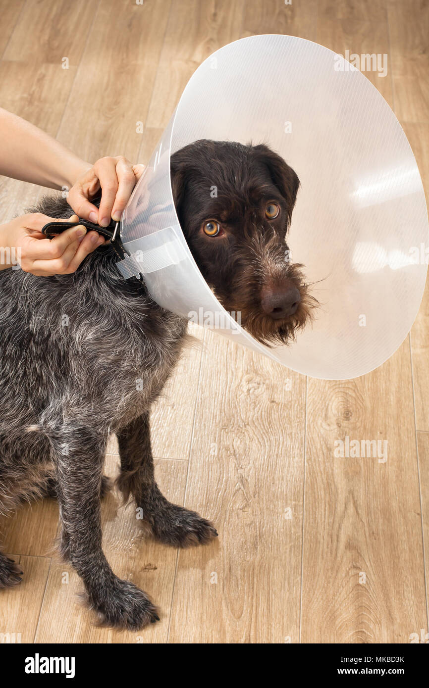 Hände auf den Hund elisabethanischen (Buster) Stellring Stockfoto