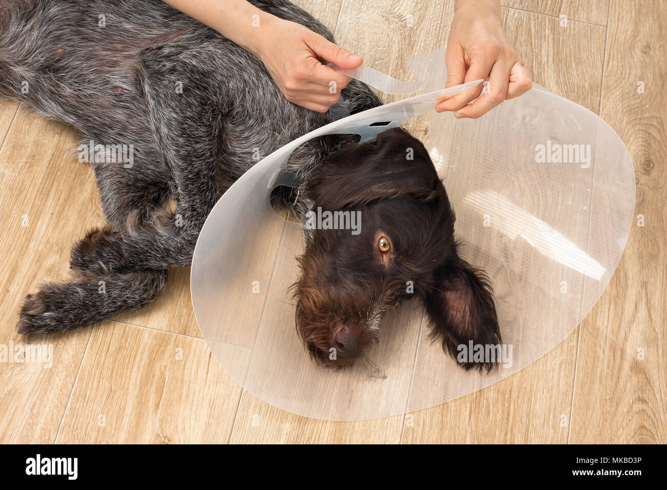 Hände auf den Hund Kunststoff elisabethanischen (Buster) Stellring Stockfoto