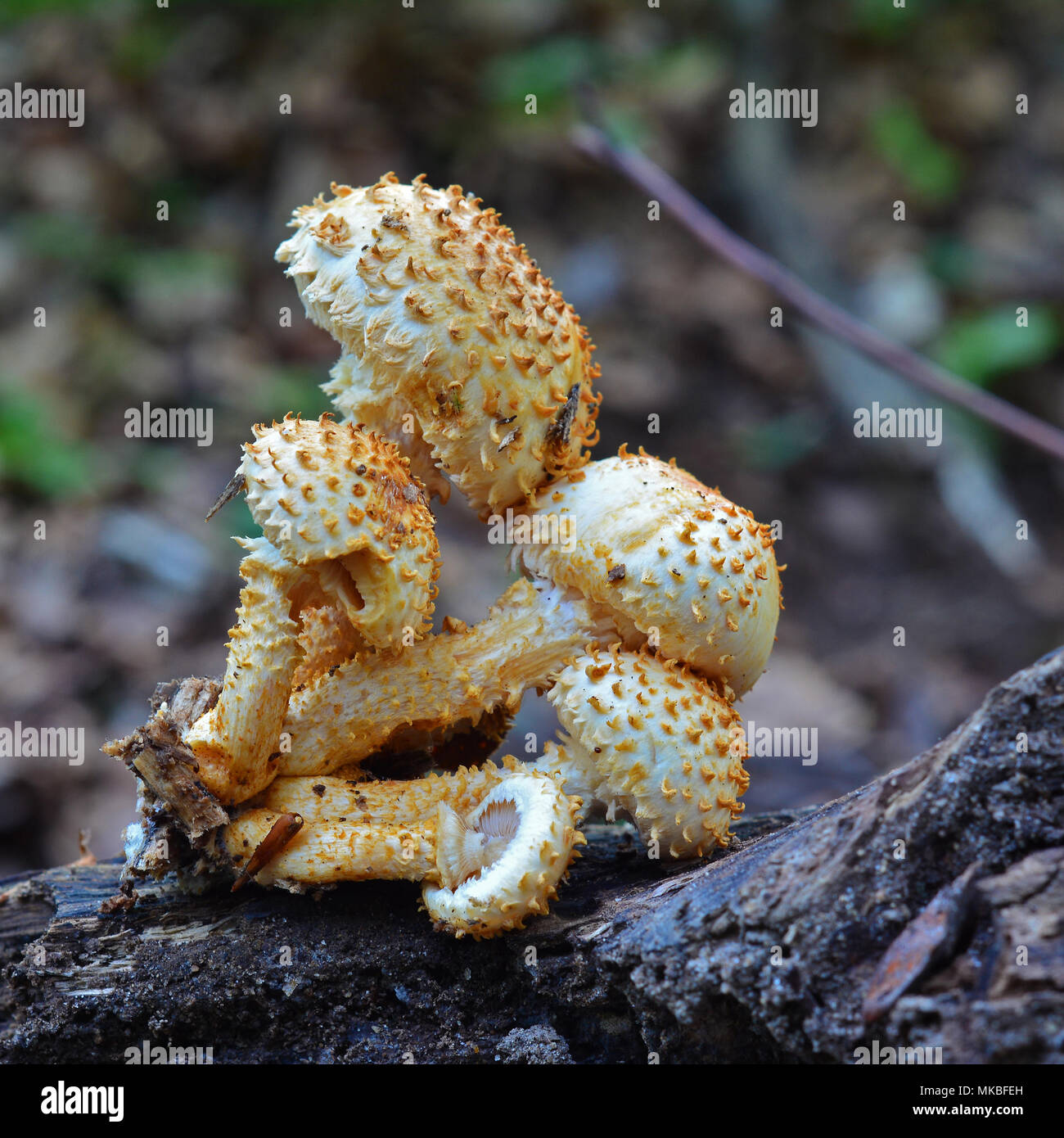 Pholiota squarrosa Pilz, allgemein bekannt als die shaggy scalycap Stockfoto