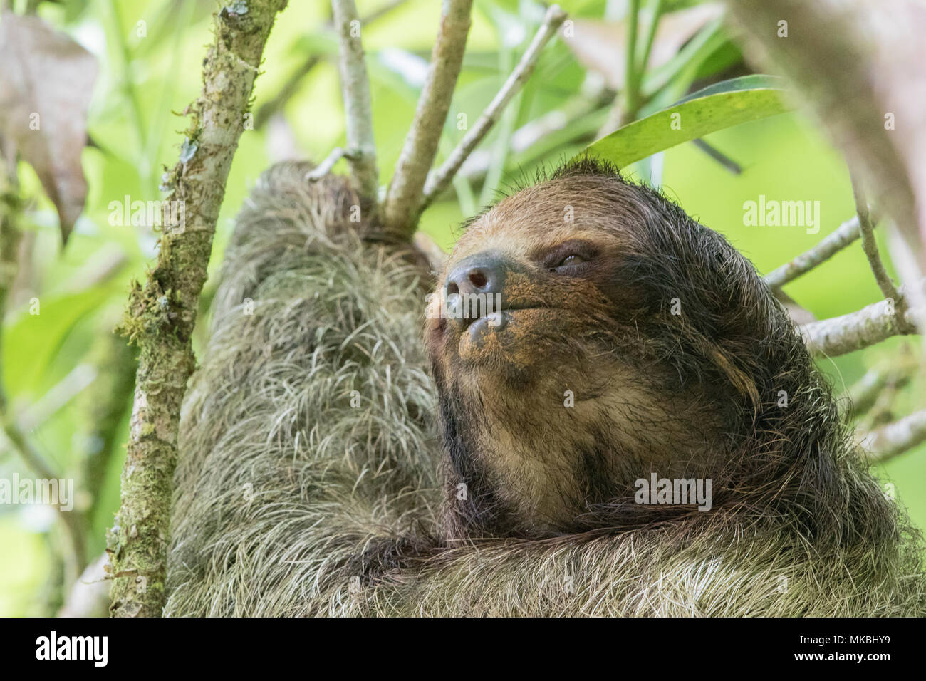 Brown-throated Trägheit oder drei-toed sloth Bradypus variegatus erwachsene Frau ruht auf Ast in Costa Rica Stockfoto