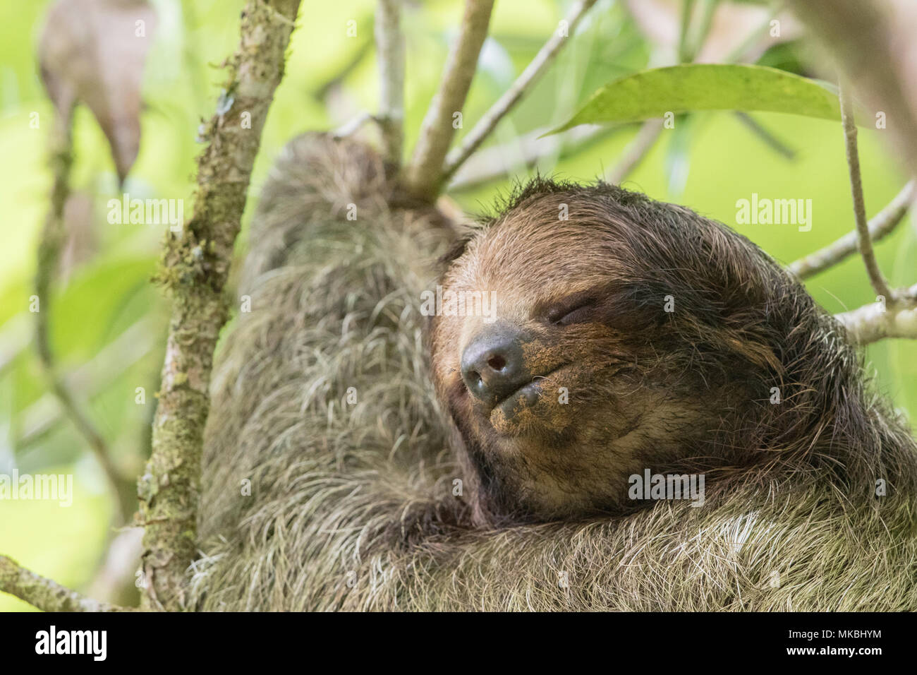 Brown-throated Trägheit oder drei-toed sloth Bradypus variegatus erwachsene Frau ruht auf Ast in Costa Rica Stockfoto