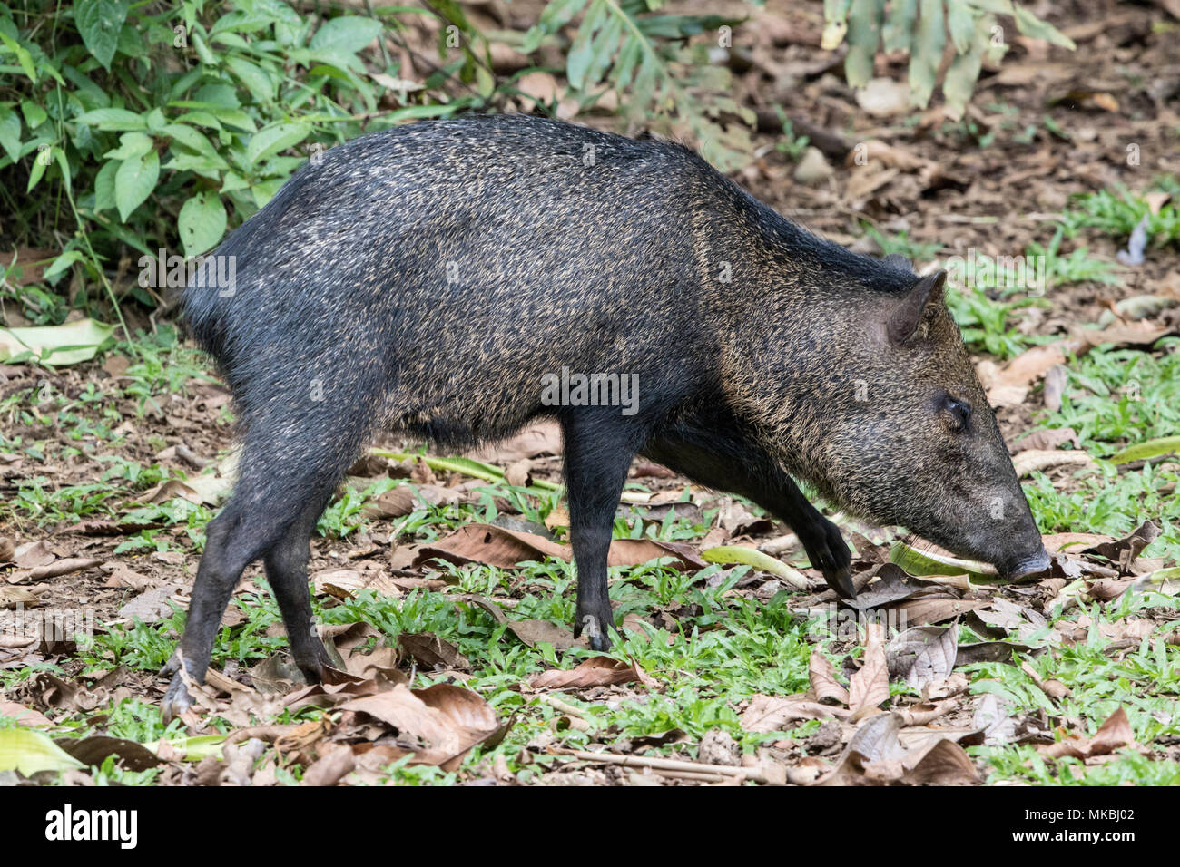 Collared peccary Pecari tajacu nach gehen auf Waldboden in blattsänfte, Costa Rica Stockfoto