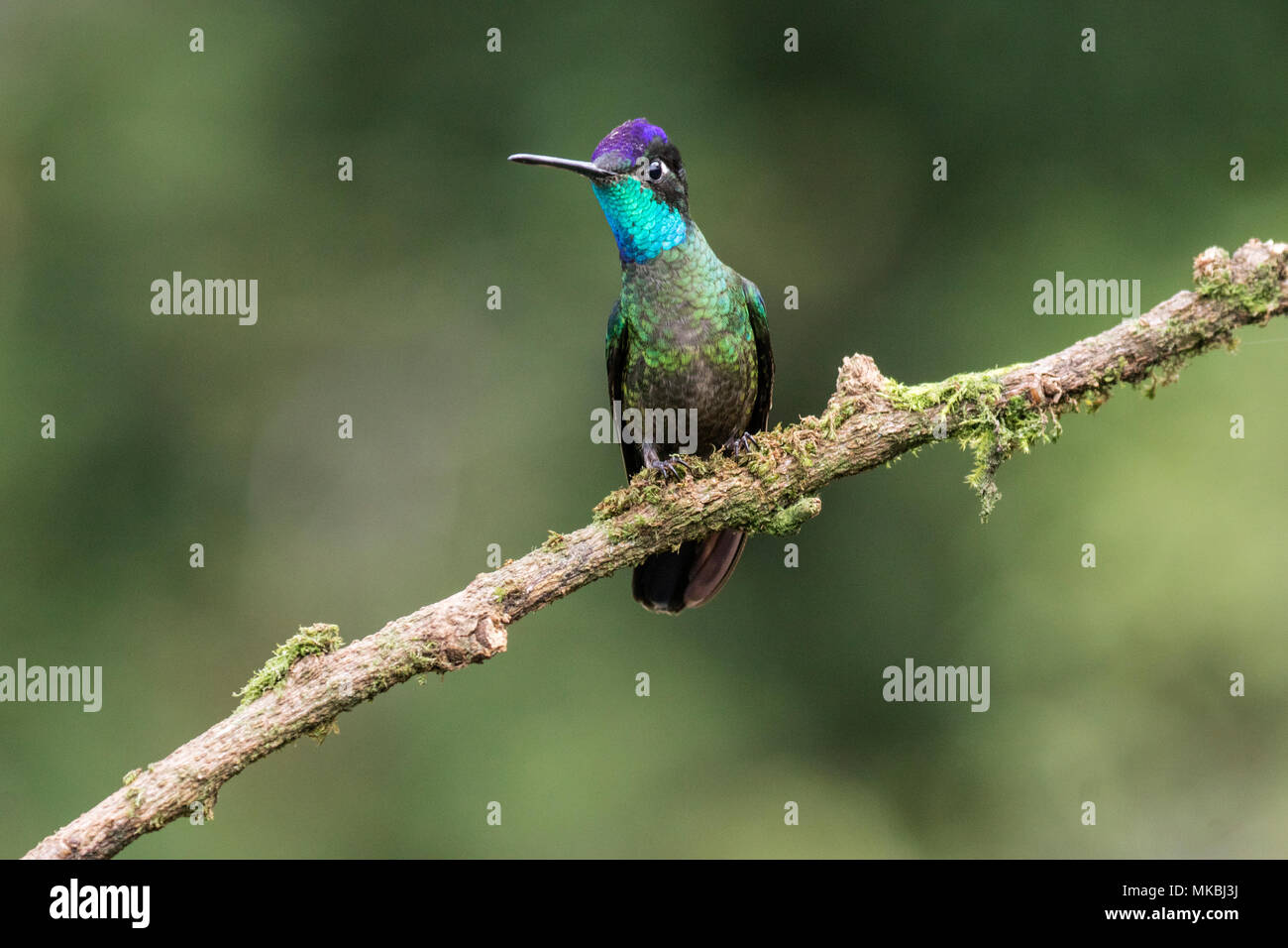 Talamanca hummingbird hummingbird Eugenes californica erwachsenen männlichen auf Zweig in Costa Rica gehockt Stockfoto