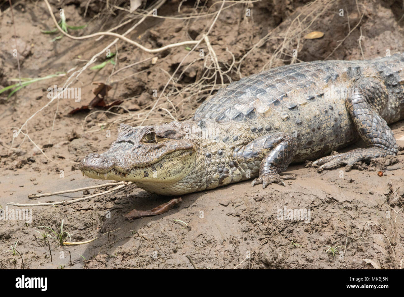 Spectacled caiman Caiman crocodilus nach ruht auf Schlamm am Ufer, Costa Rica Stockfoto