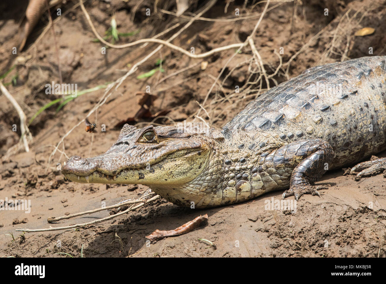 Spectacled caiman Caiman crocodilus nach ruht auf Schlamm am Ufer, Costa Rica Stockfoto