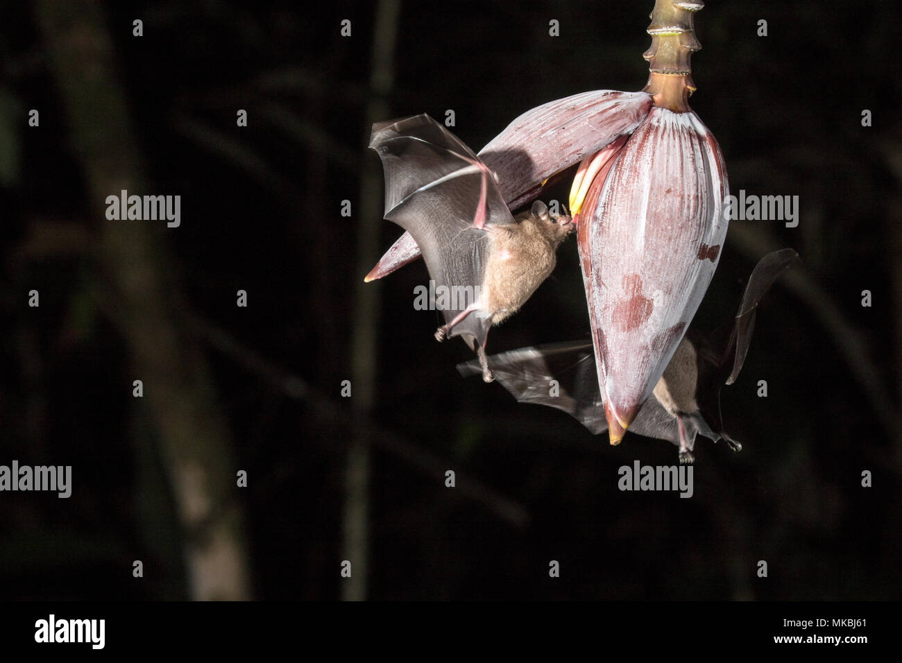Bat Fütterung auf Nektar der Blumen im tropischen Regenwald bei Nacht Stockfoto