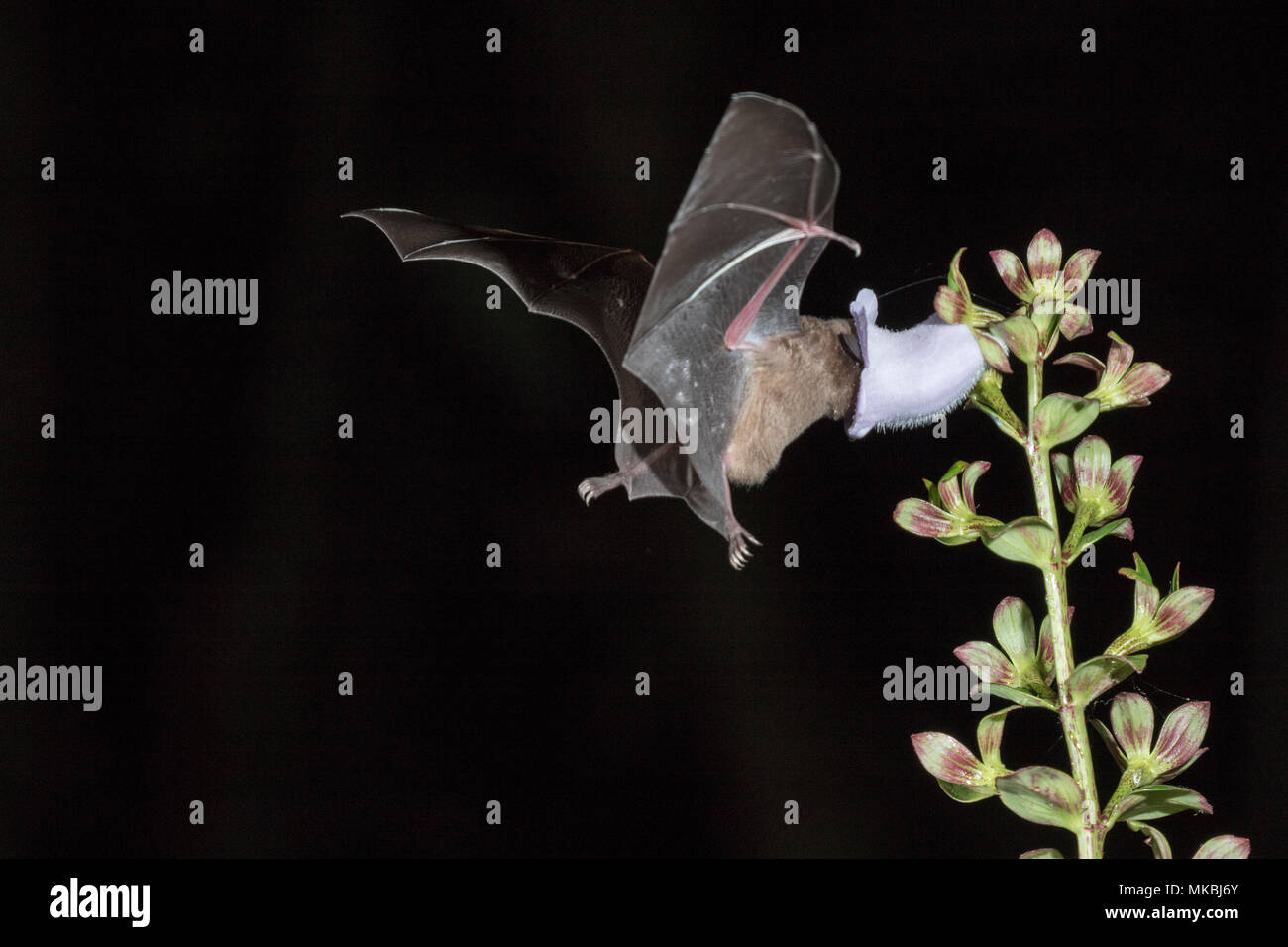 Bat Fütterung auf Nektar der Blumen im tropischen Regenwald bei Nacht Stockfoto