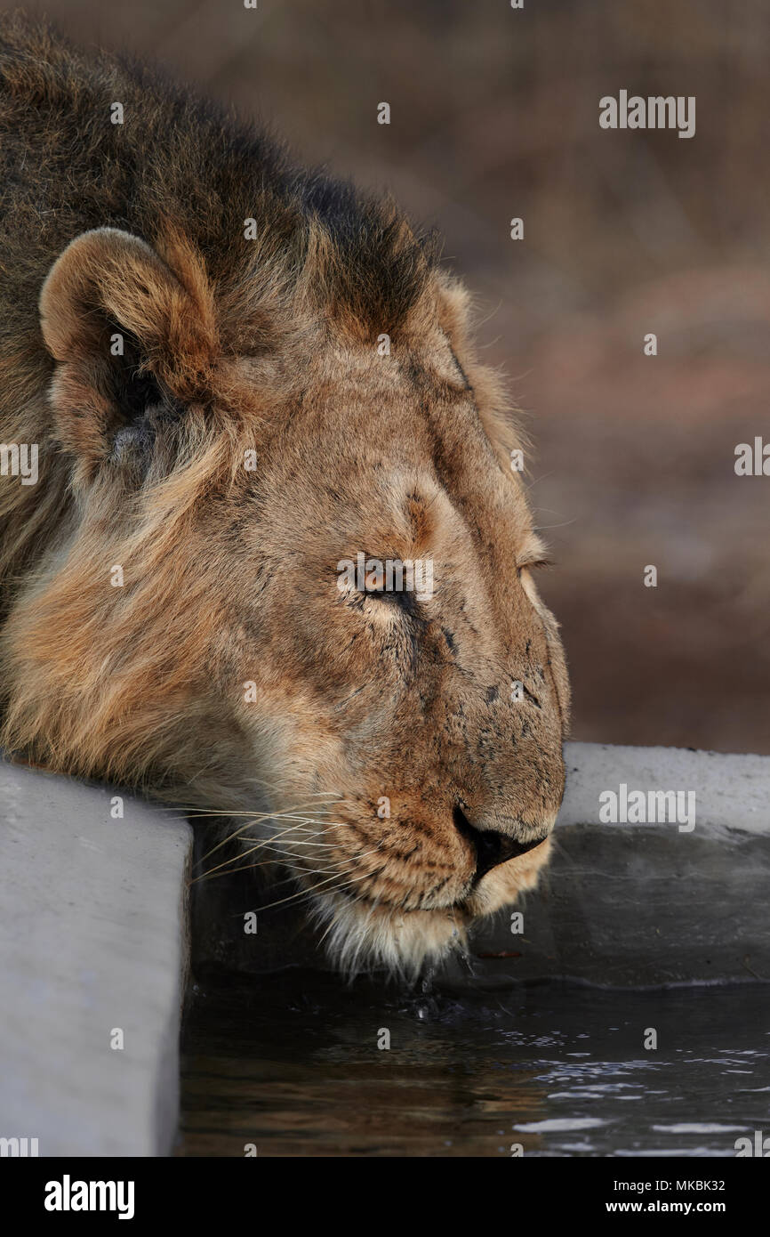 Indische abschrecken Lion Durst, Gir Forest, Indien. Stockfoto