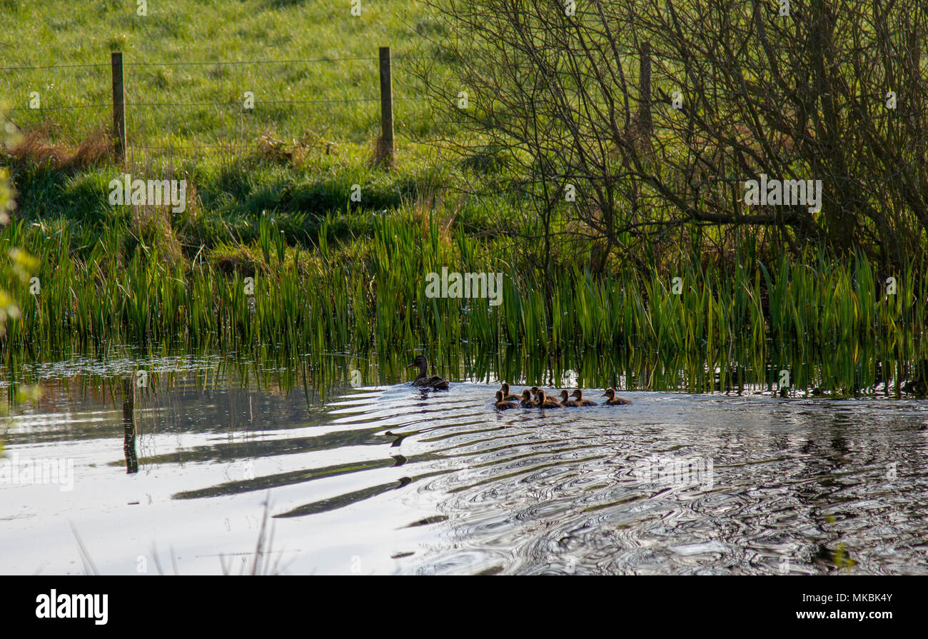 Stockente mit Küken auf Teich Stockfoto