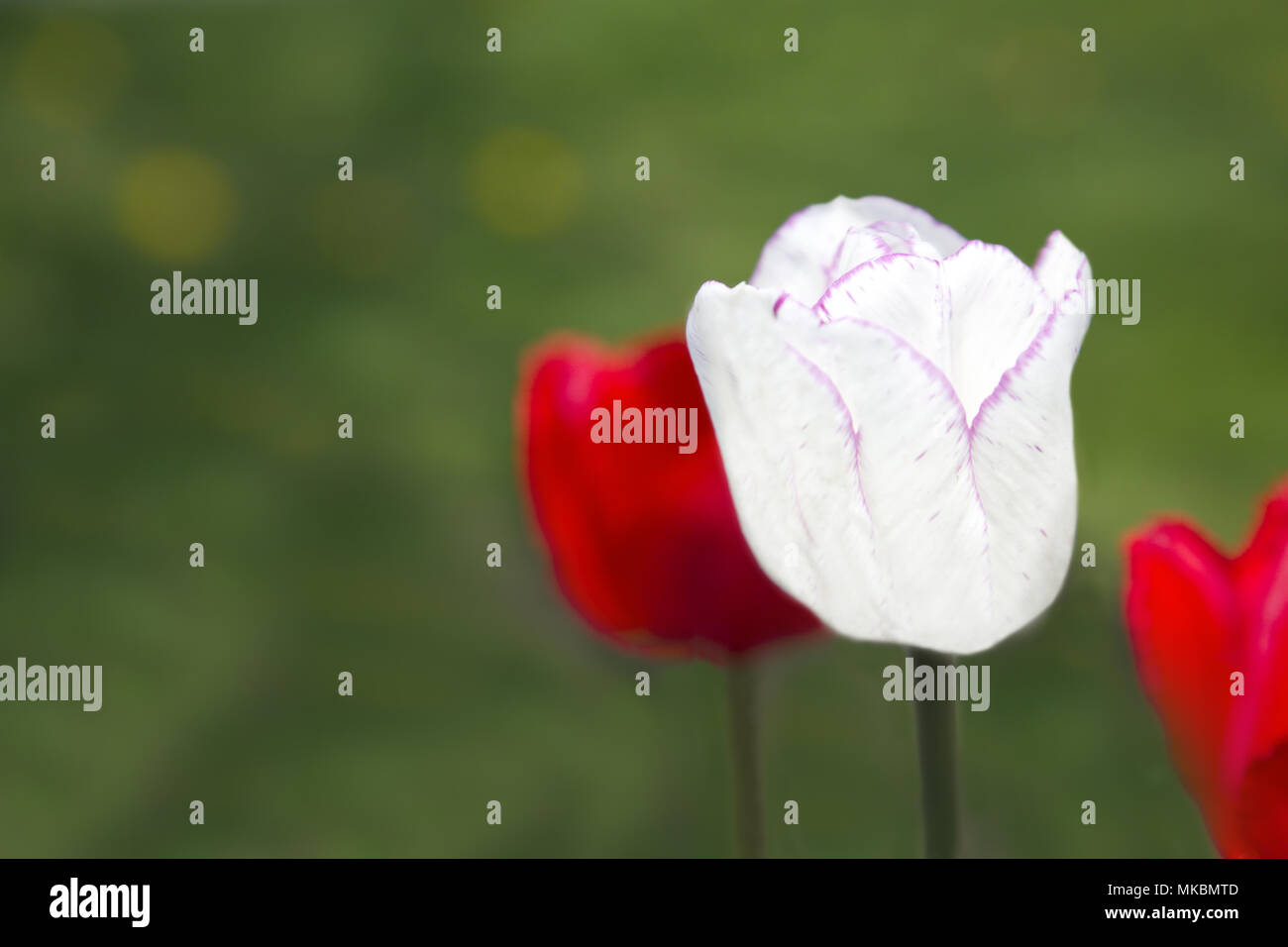 White Tulip mit Blüten umrandet in Rosa in der selektiven Fokus der Frühling Hintergrund suggestive von frischen Saison und Jugend, Symbol für Unschuld und Feminini Stockfoto