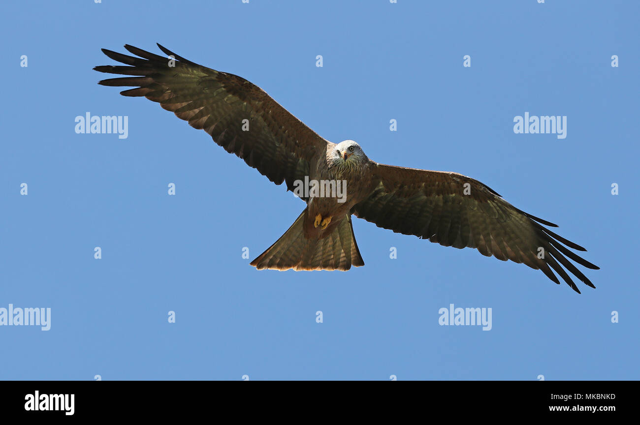 Gelbe Schnabel Kite im Flug mit hellen blauen Hintergrund Stockfoto