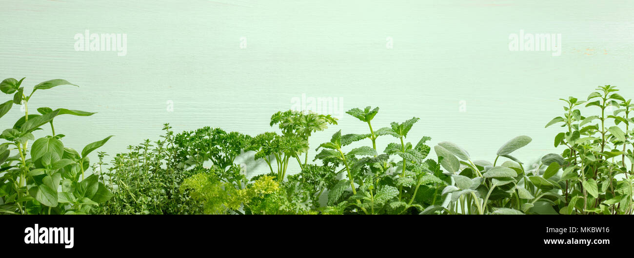 Kräuter Blatt auf grünem Hintergrund Stockfoto