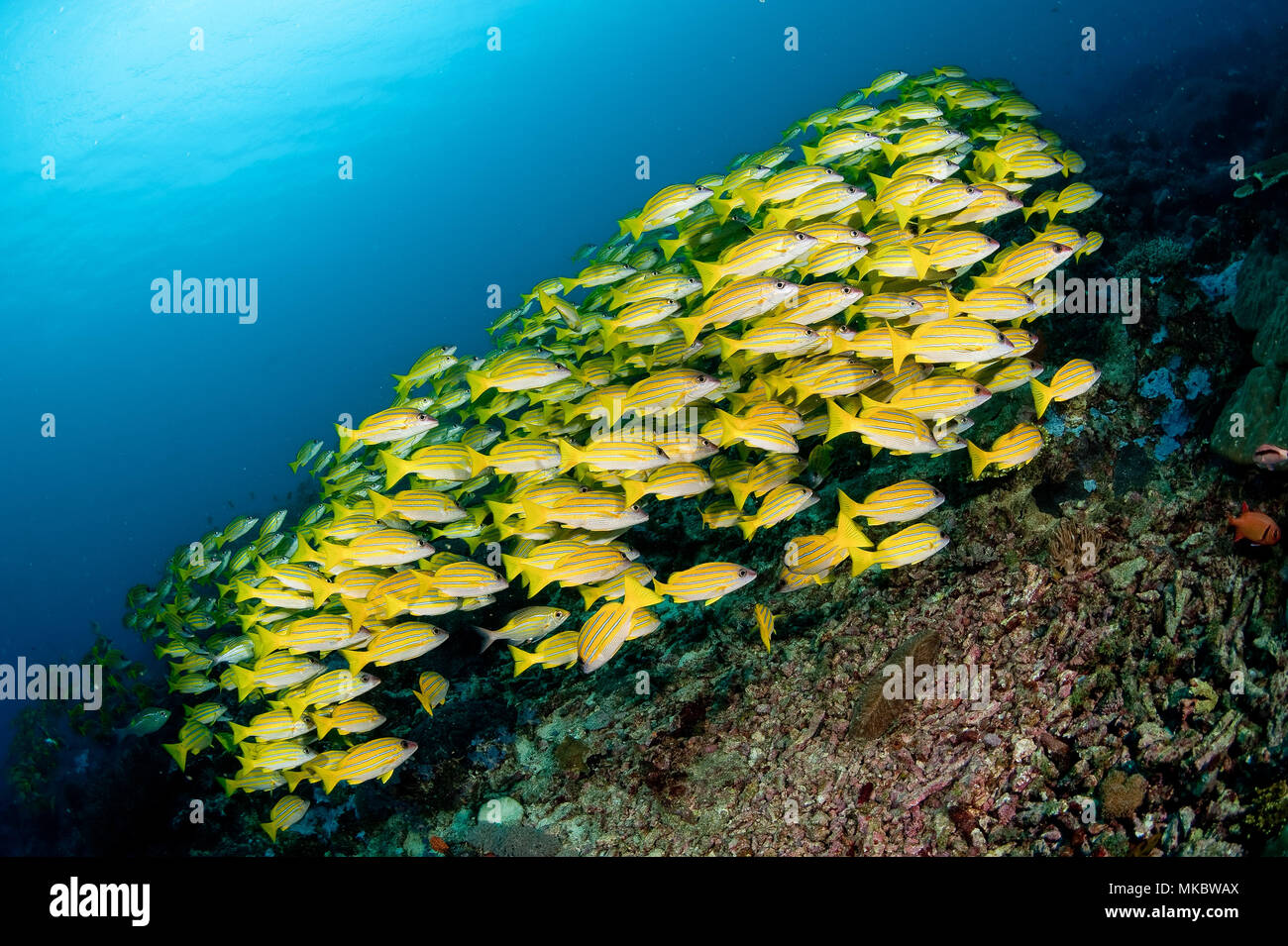 Tansanischen Mafia Island Stockfoto