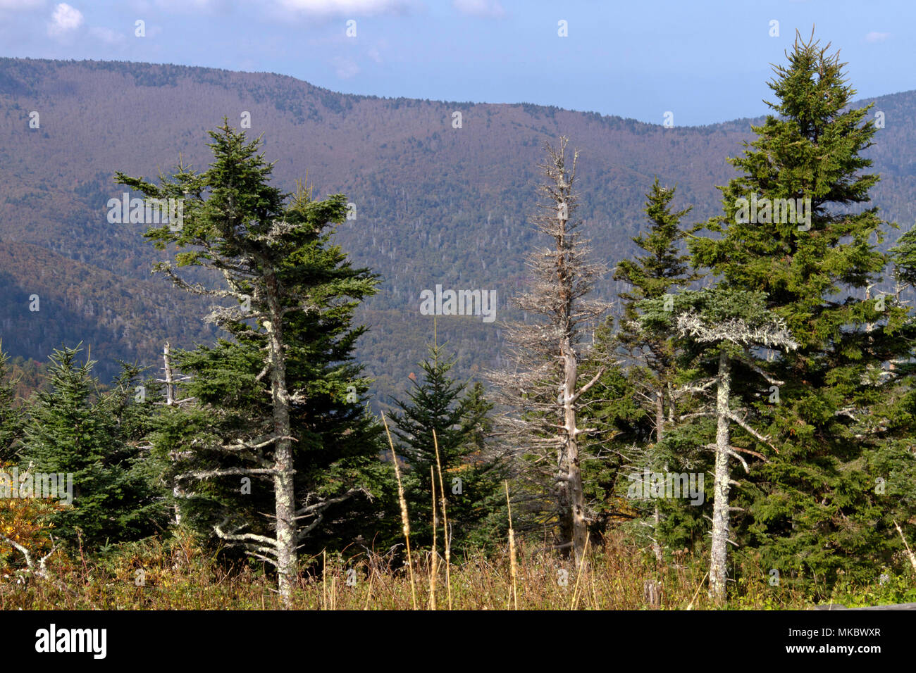 Malerischer Blick auf alte Pinien im Pisgah National Forest mit der Appalachian Berge hinter Ihnen in Mount Mitchell State Park, North Carolina Stockfoto