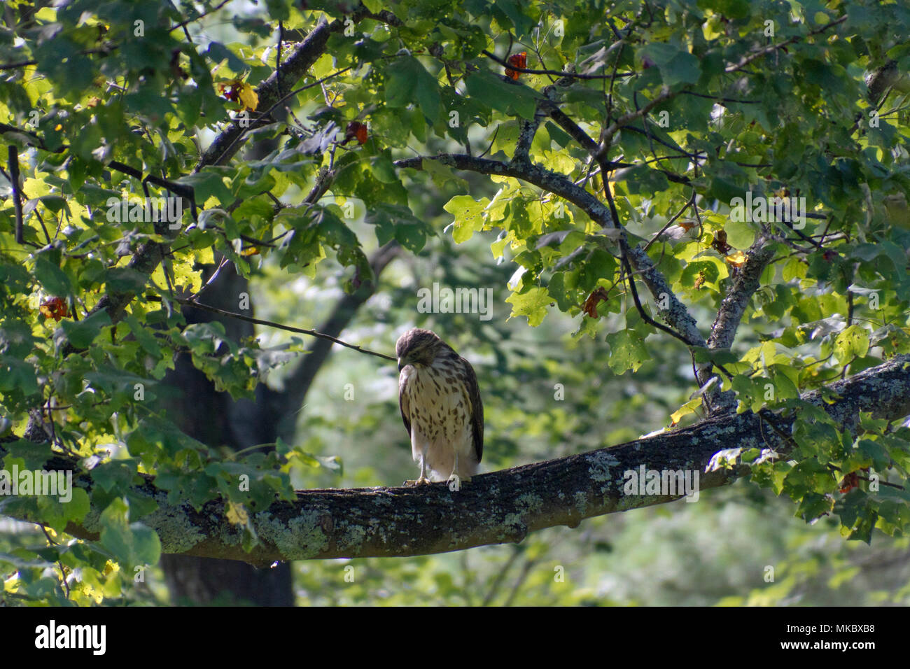 Eine schöne Red tailed Hawk, ein Raubvogel, liegt hoch auf einem Tulip poplar Niederlassung im Sommer gehockt Stockfoto