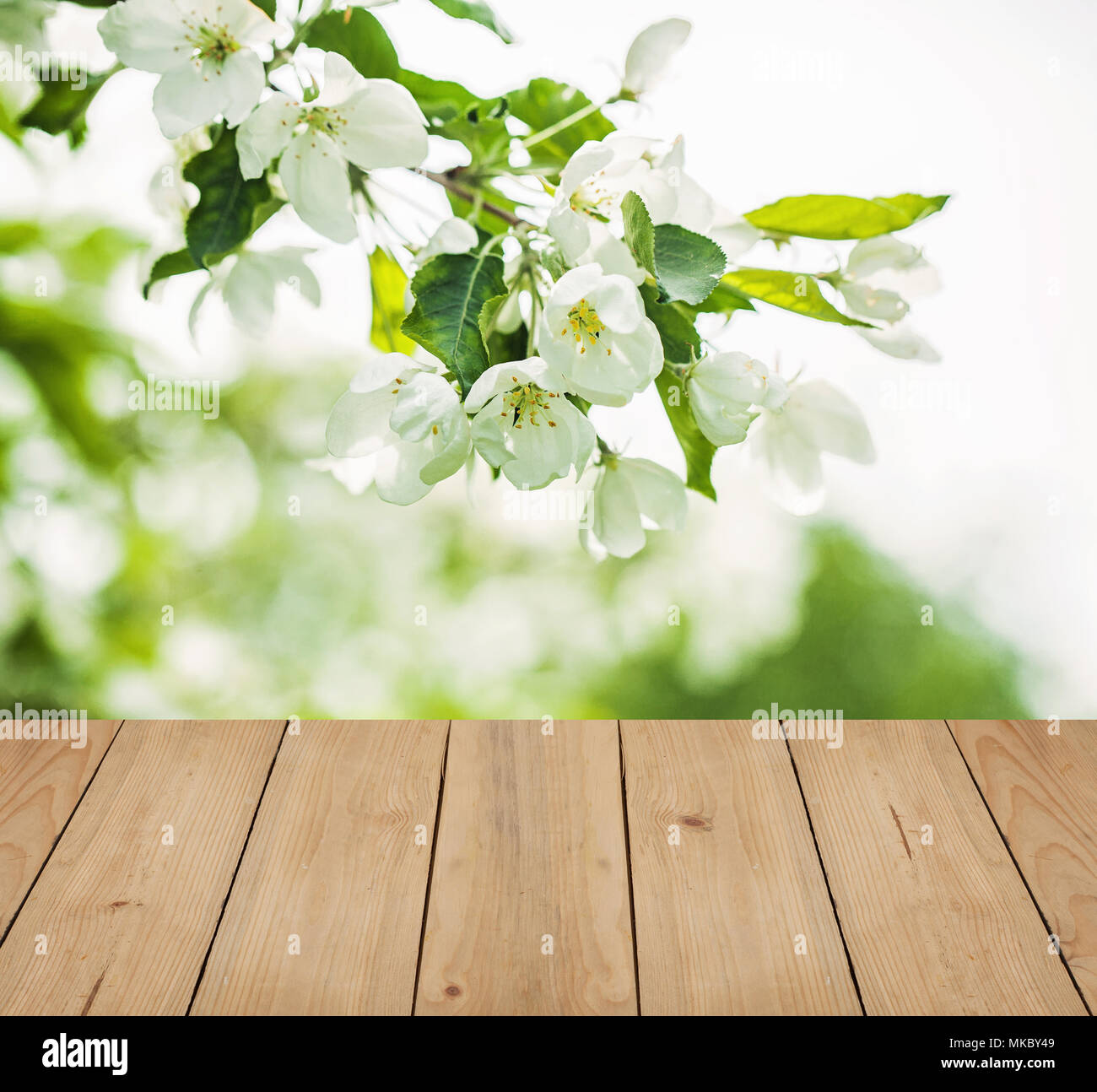 Frühling Natur Hintergrund mit weißen Blumen, grünen Blätter und Holztisch Showcase Stockfoto