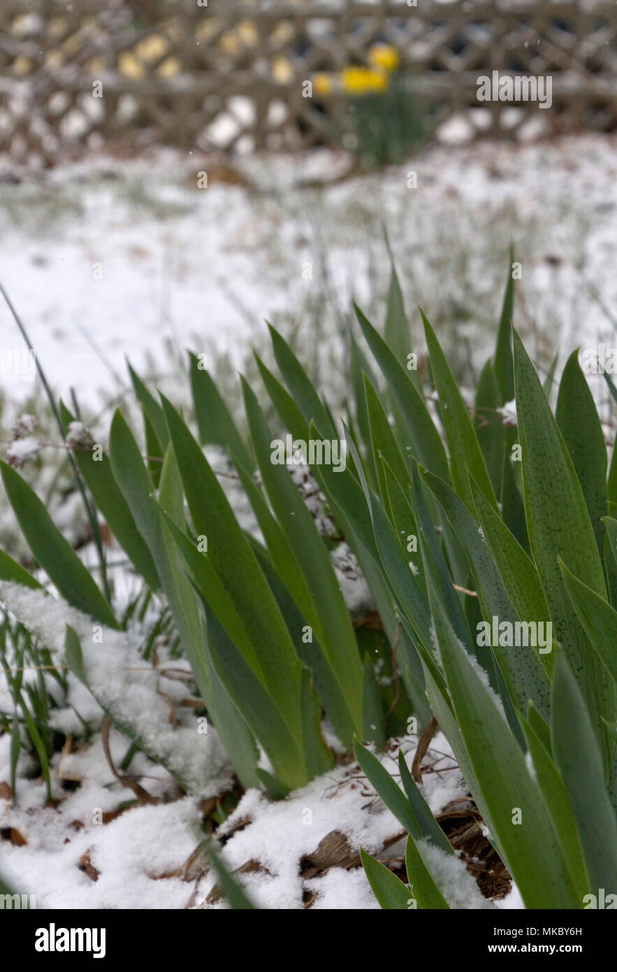 Feder Iris Blume Pflanzen aus dem Boden in einem späten Winter Schnee ausbrechen Stockfoto