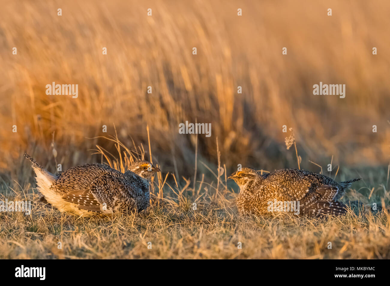 Sharp-Tympanuchus phasianellus tailed Grouse,, Männer, denen in eine passende Herausforderung auf einem Lek in der Gemischtes Gras Wiese in Nebraska National Forest Stockfoto