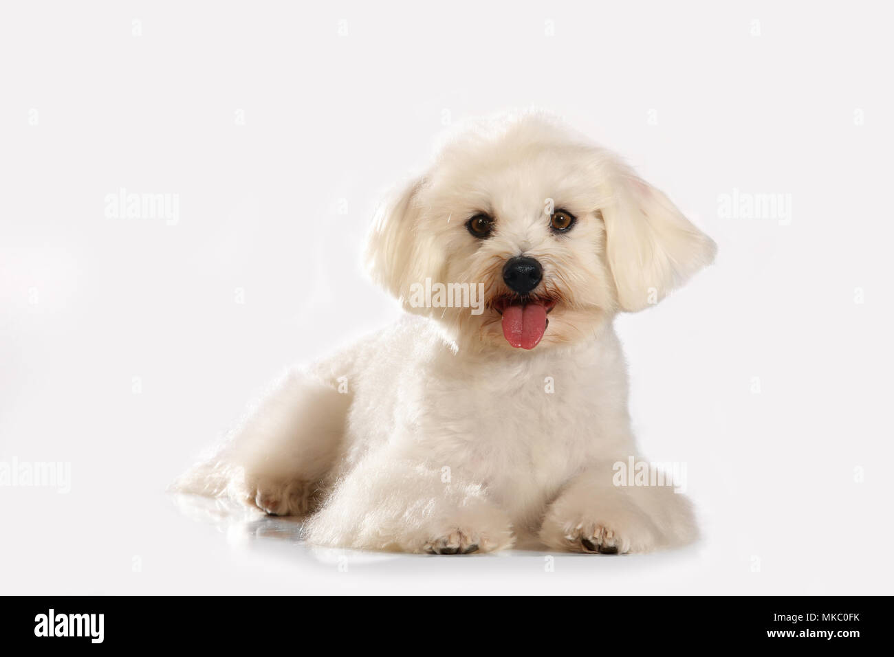 Malteser Hund, Ausschneiden Stockfoto