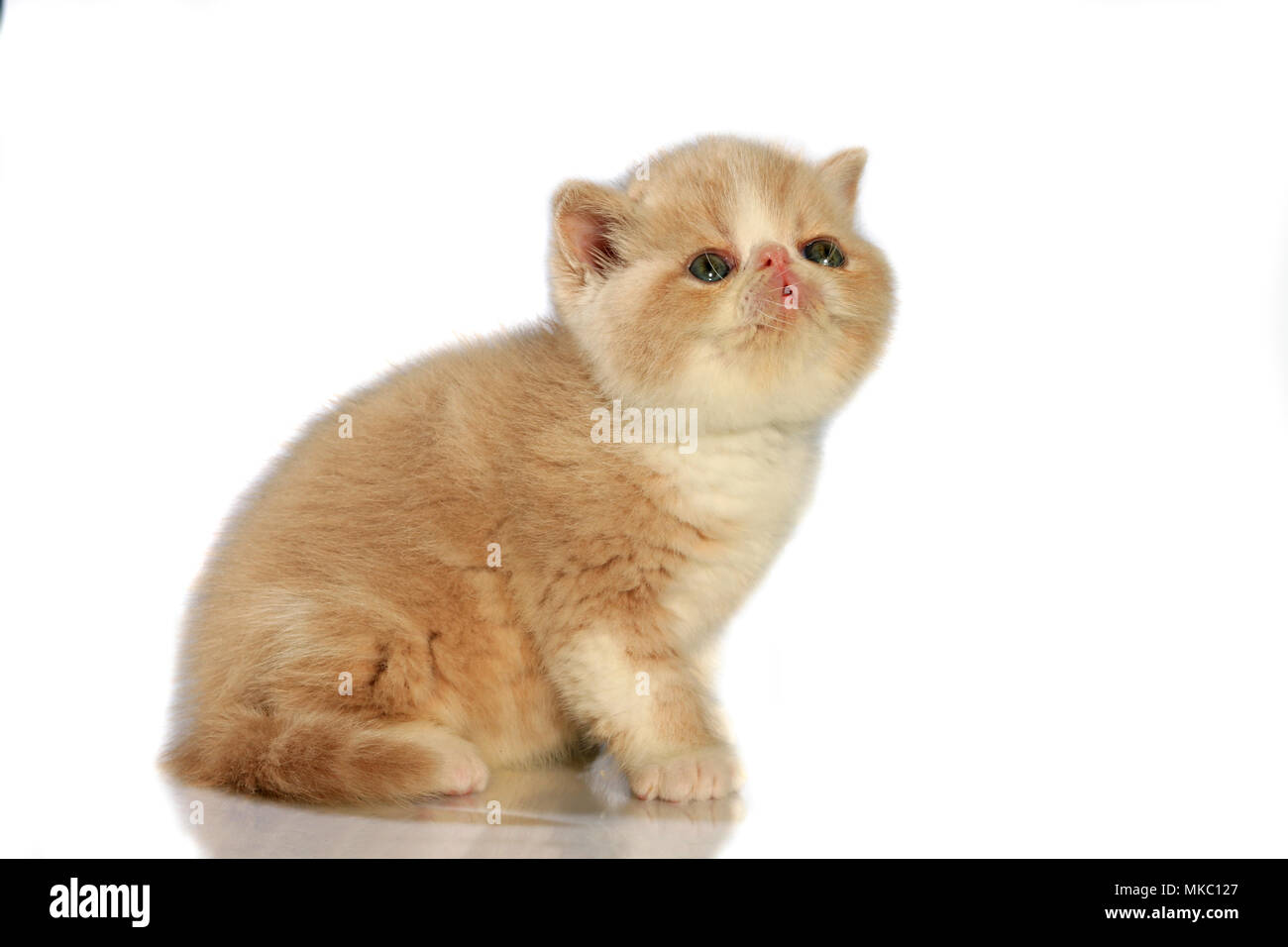Exotic Shorthair kitten, 5 Wochen alt, Ausschneiden Stockfoto