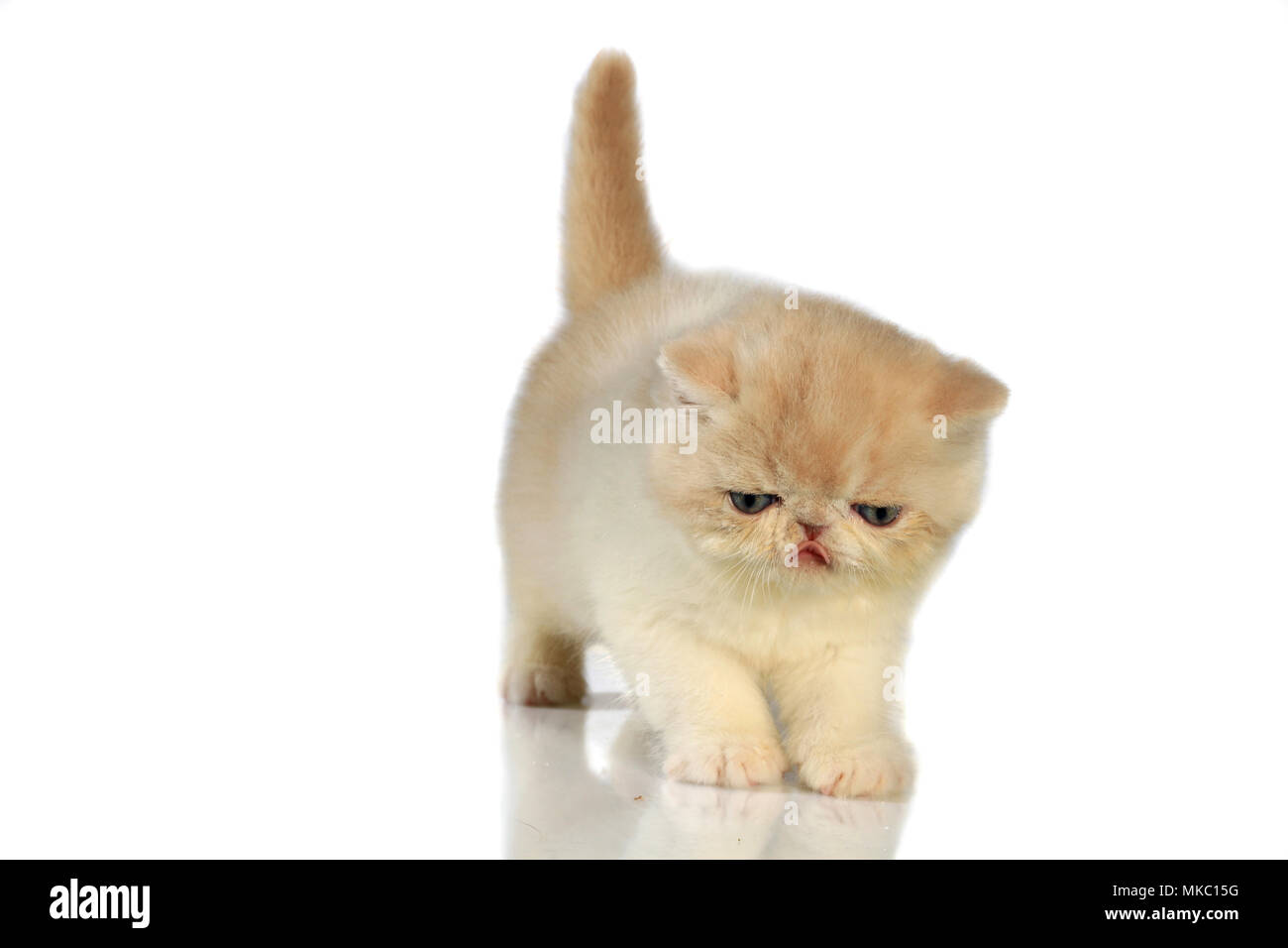 Exotic Shorthair kitten, 5 Wochen alt, Ausschneiden Stockfoto