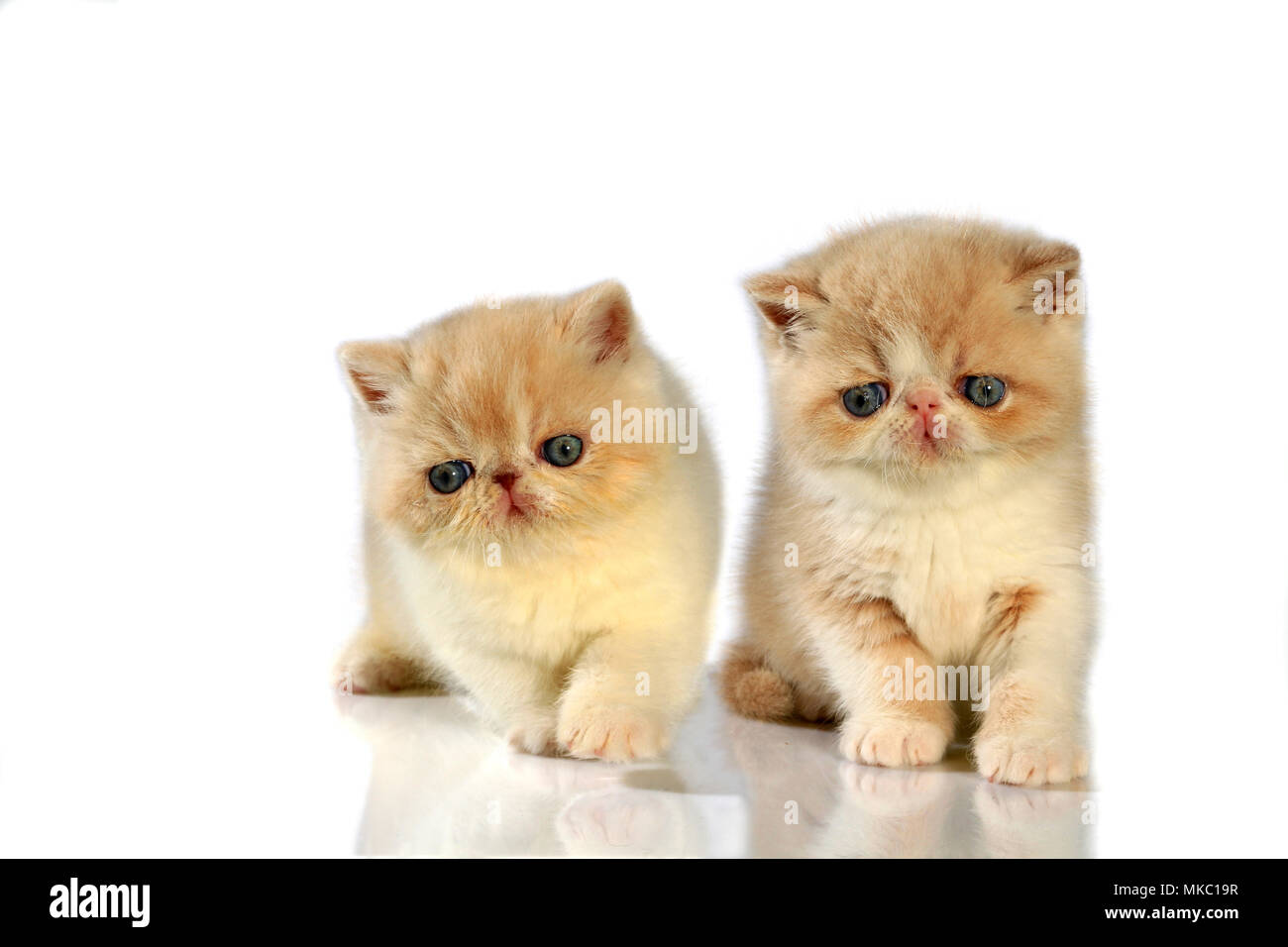 Zwei exotischen Kurzhaar Kätzchen, 5 Wochen alt, Ausschneiden Stockfoto