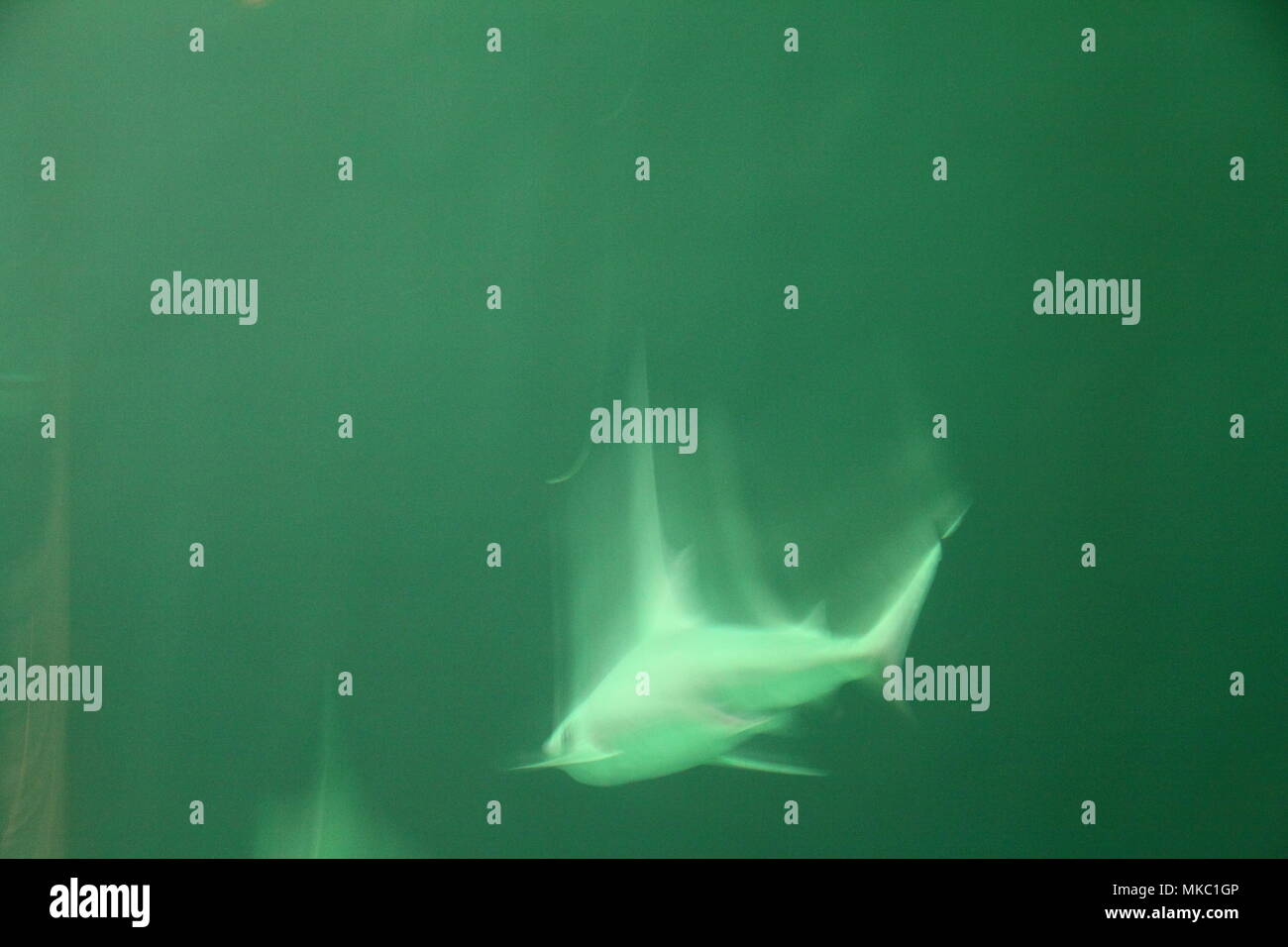 Great White Shark (carcharodon Carcharias) in Reef während des Abends Stockfoto