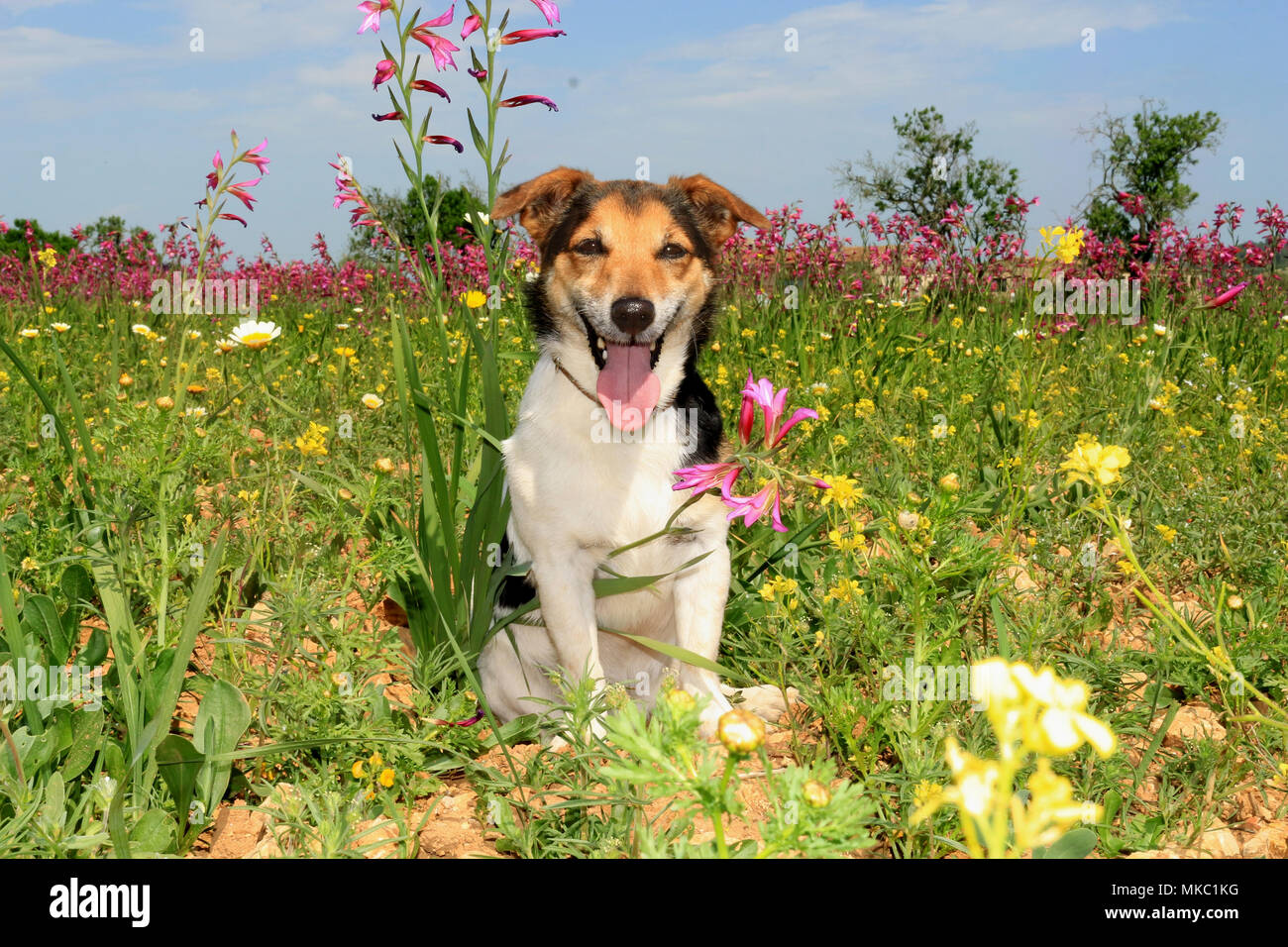 Jack Russell sitzen auf einer Wiese mit Blumen Stockfoto
