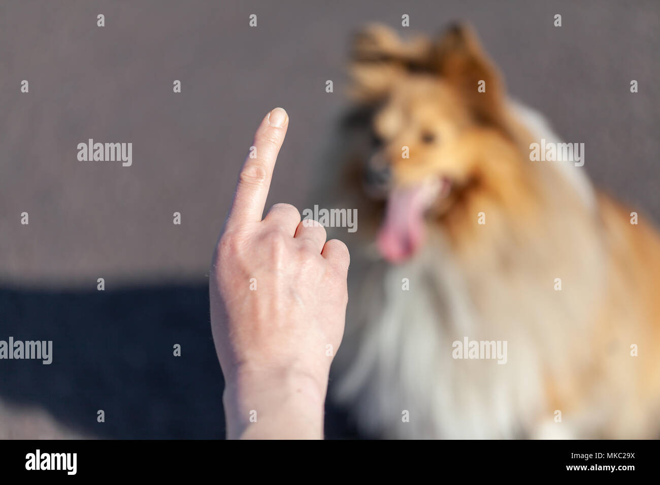 Ein Hund Trainer arbeitet mit einem Shetland Sheepdog Stockfoto